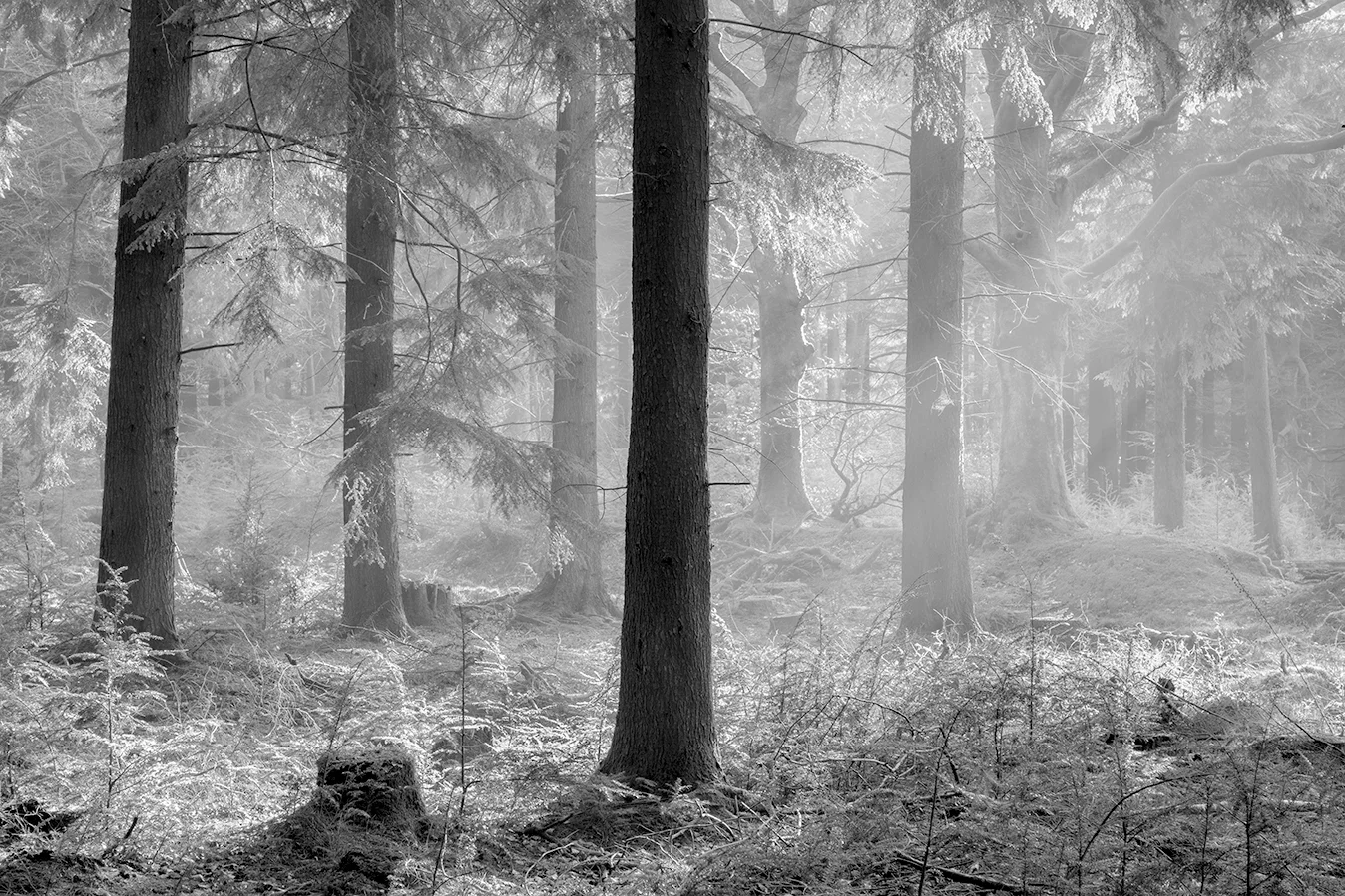 Culm Davy Pines 3.1 BW_72dpi-9500.jpg