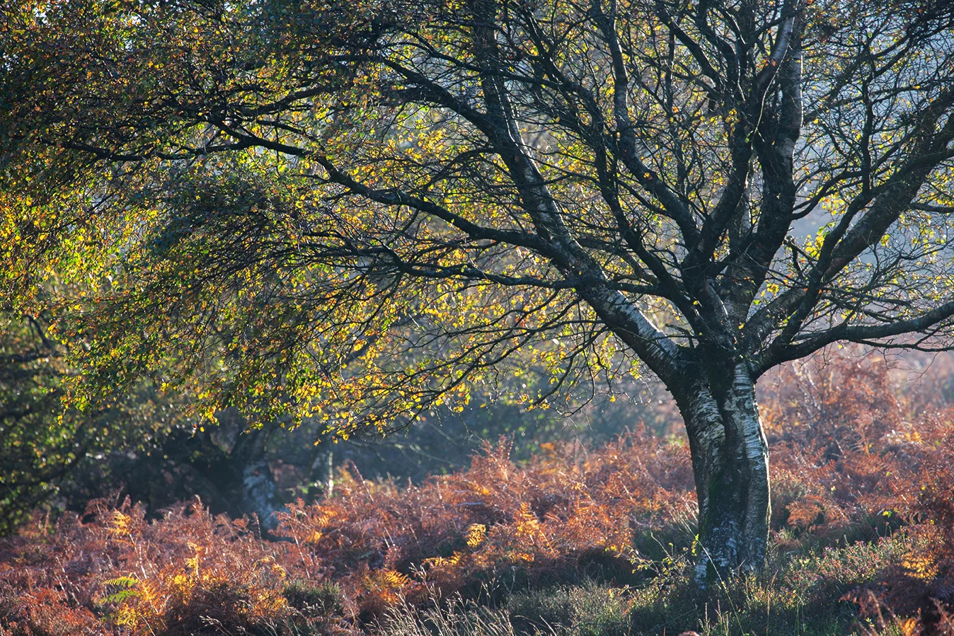 Horner Woods 3.1_72dpi-8621.jpg