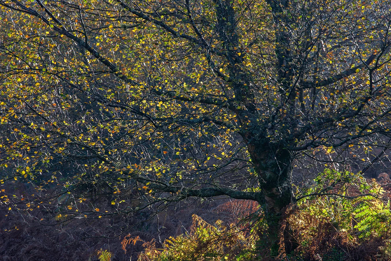 Horner Woods 5_72dpi-8645.jpg