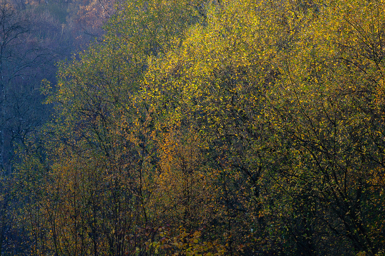 Willow 3.1_72dpi-9214.jpg