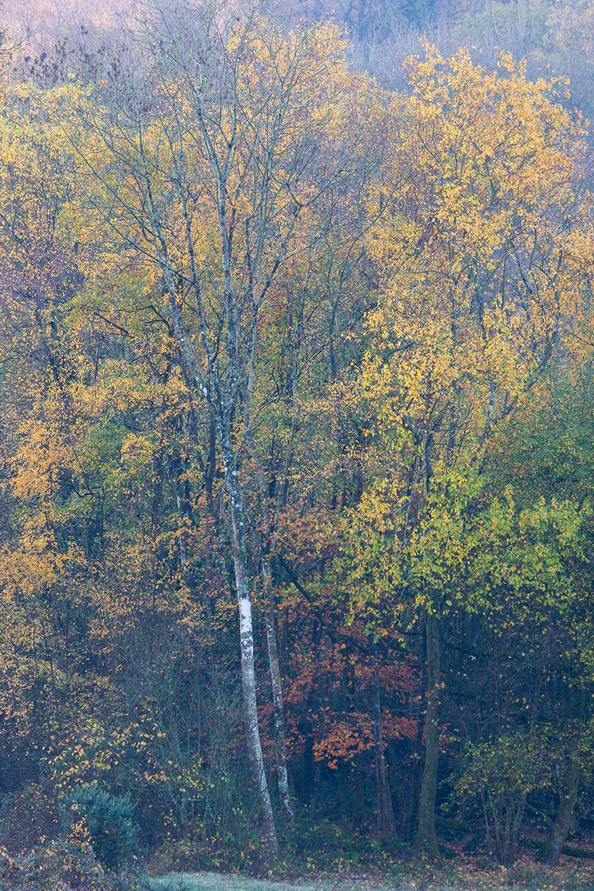 Silver Birch 3_72dpi-9188.jpg