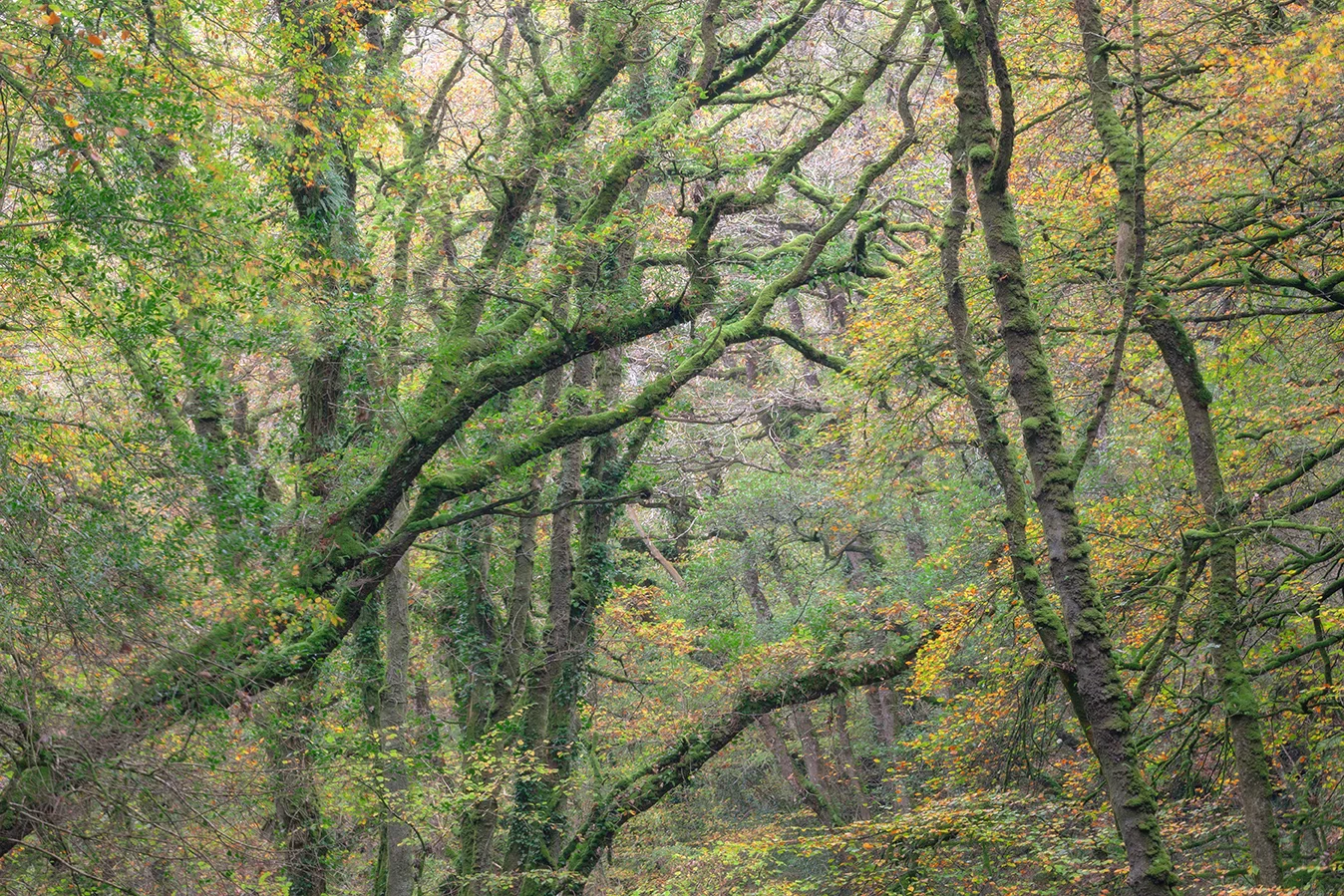 River Fowey Woodland 3_adjusted_72dpi-8947.jpg