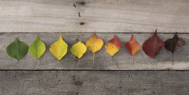 Screenshot 2023-12-18 at 10.50.56 AM.png