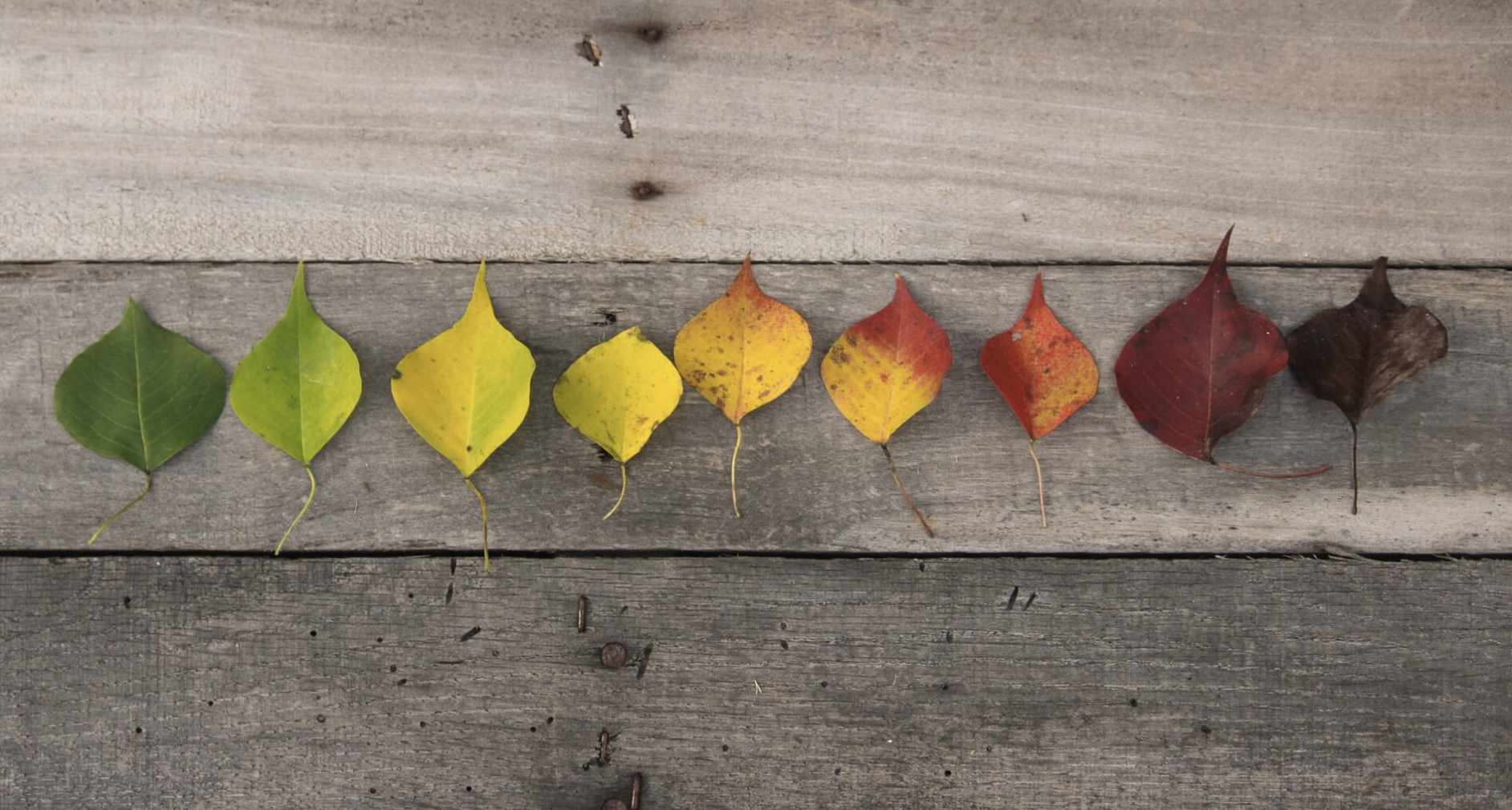 Screenshot 2024-07-25 at 2.11.01 PM.png