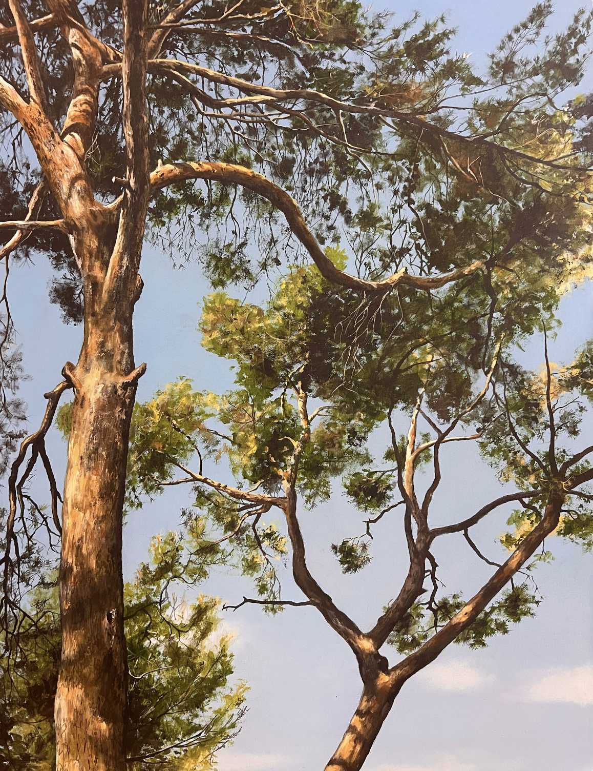 Umbrella Pines #1 - Chiusi, Italy