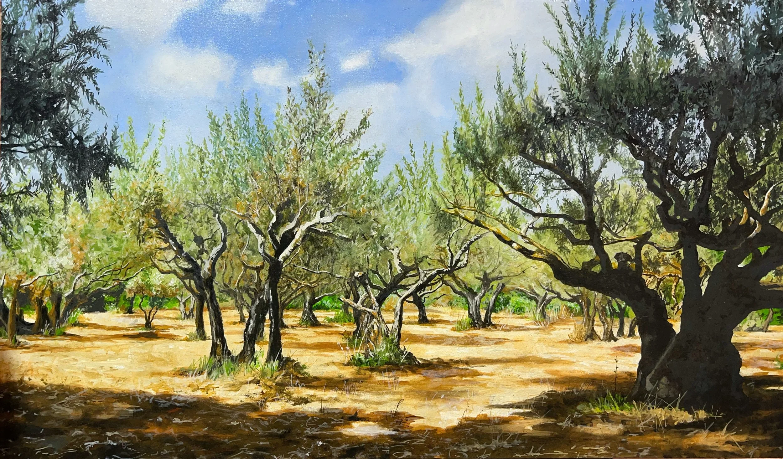 Olive Grove - Provence, France