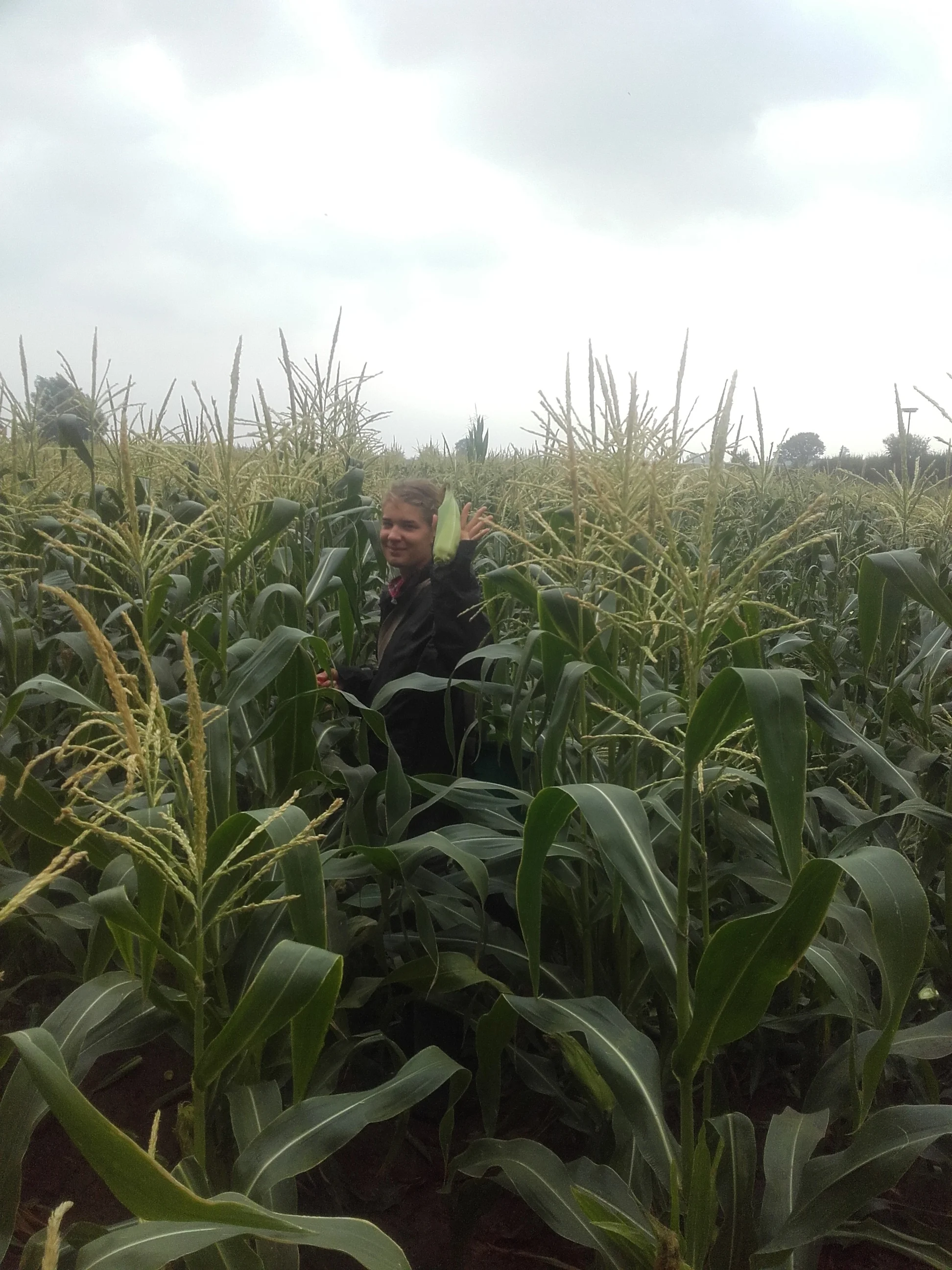 hoe maak ik suikermaïs klaar?