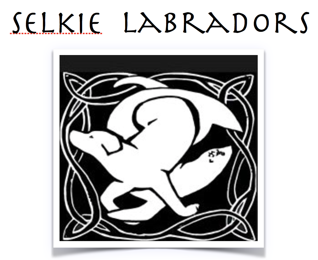 Selkie Labradors