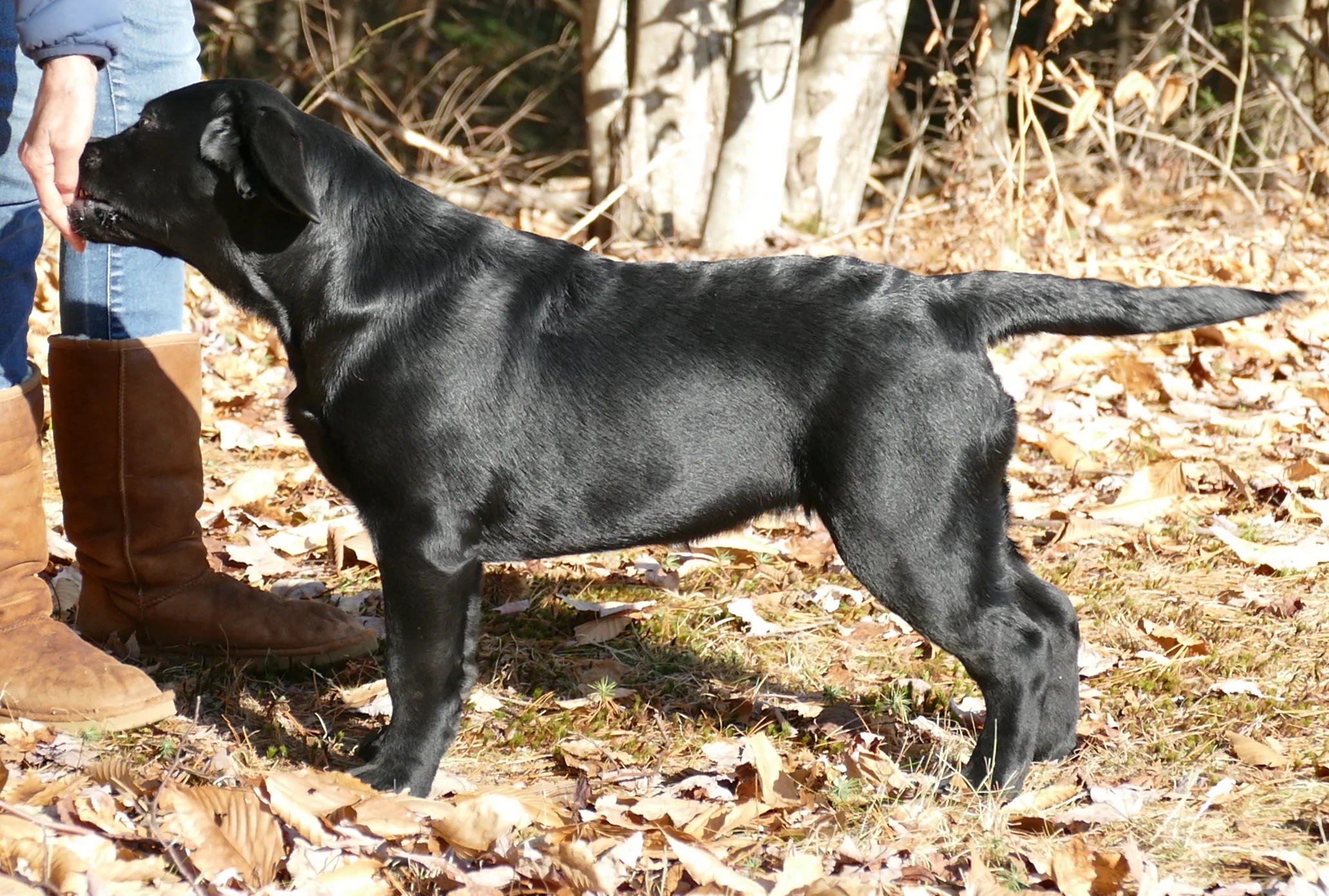 Bree, Hoover/ Shelby daughter at 4 mos., owned by Acornridge Labradors