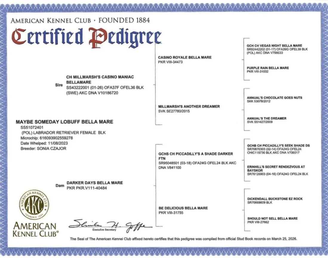 charli pedigree.jpg