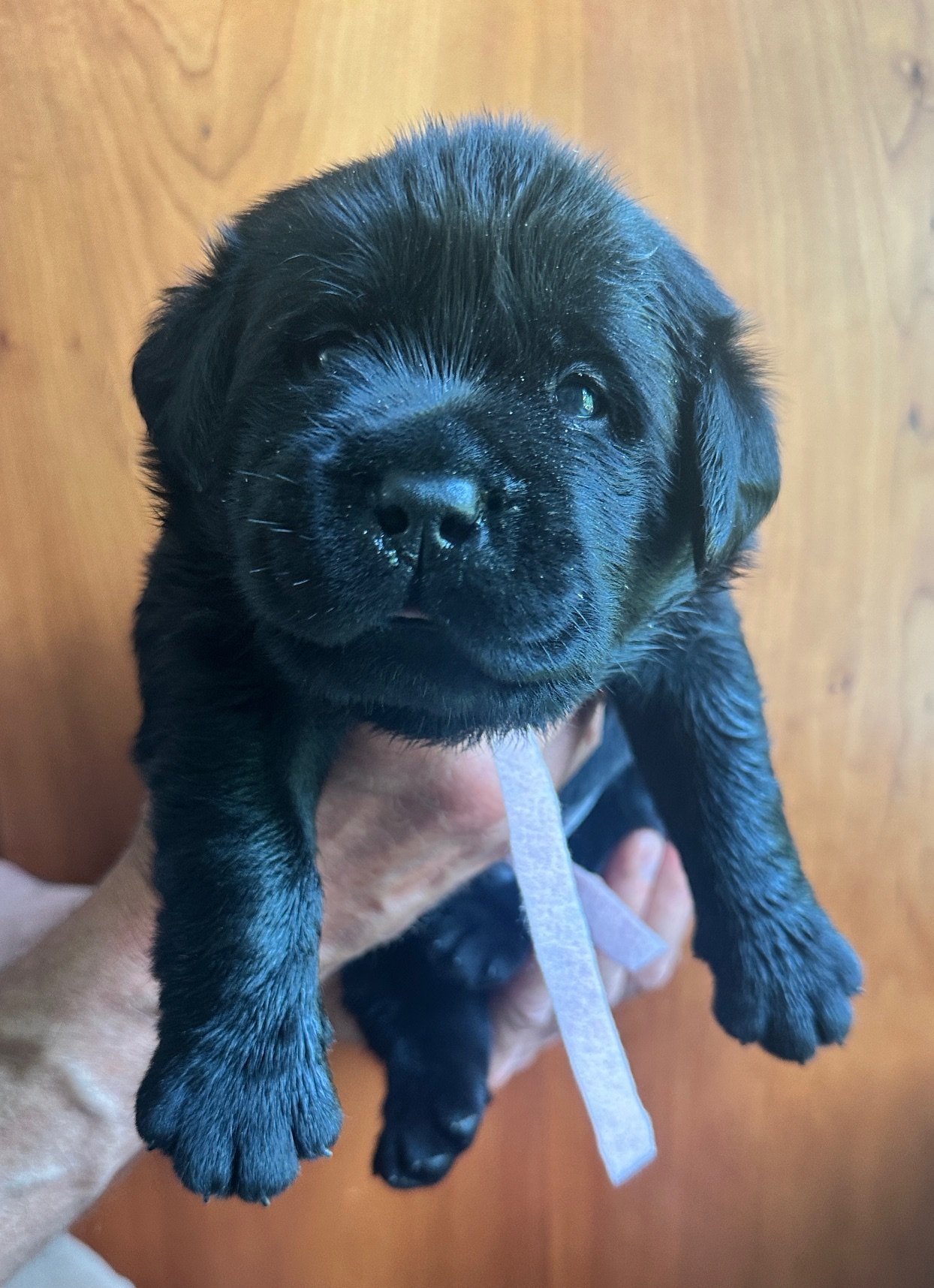  pink at 23 days old 
