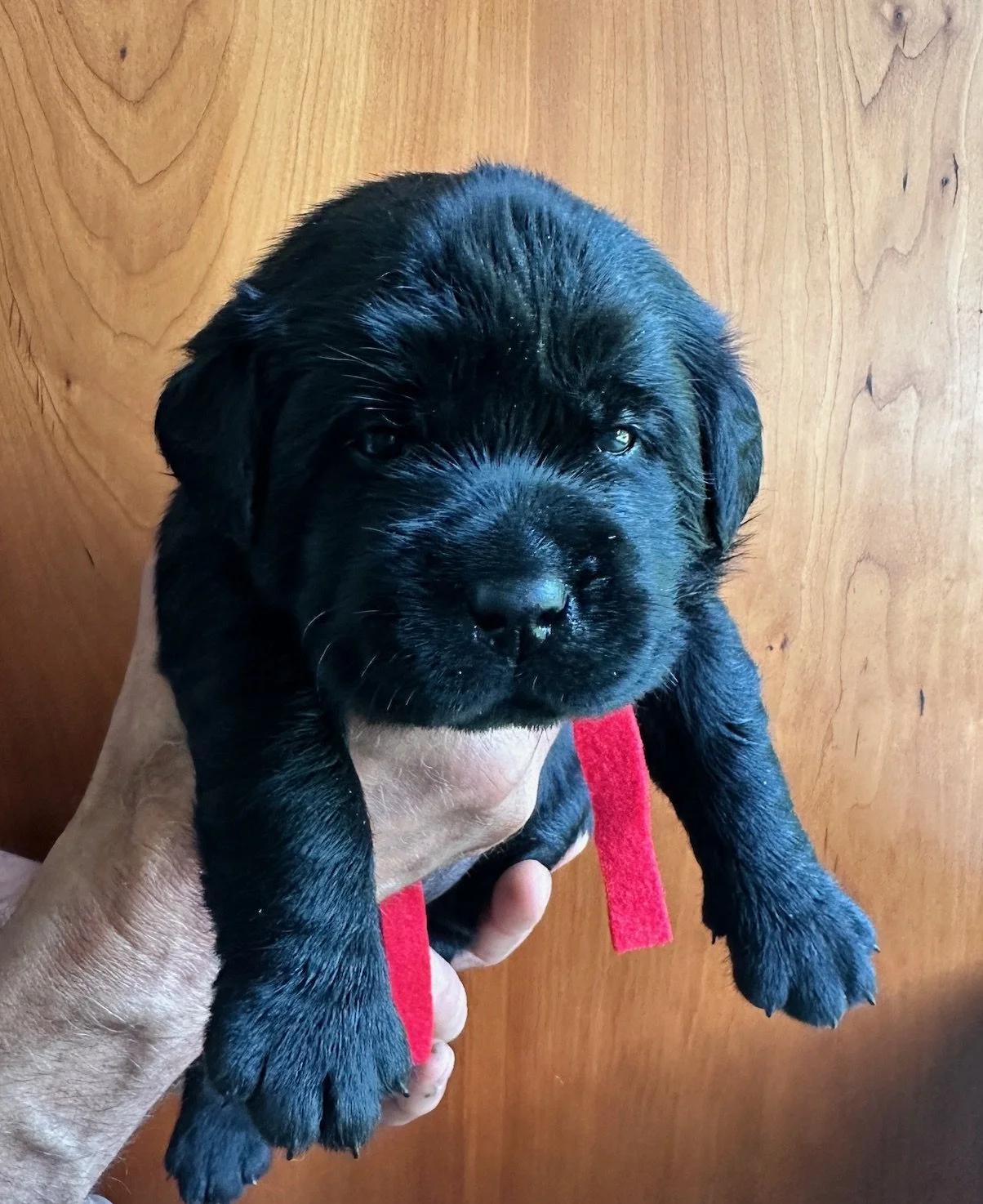  red at 23 days old 