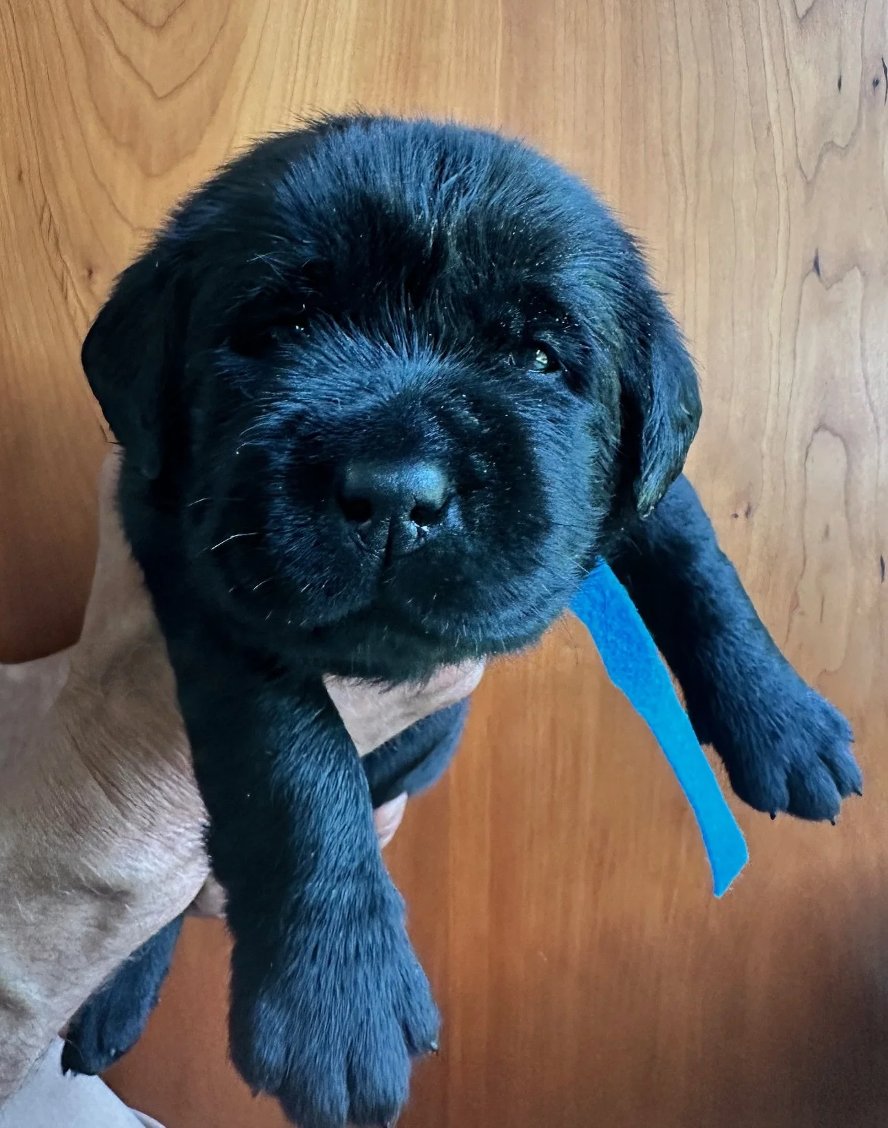  turquoise at 23 days old 