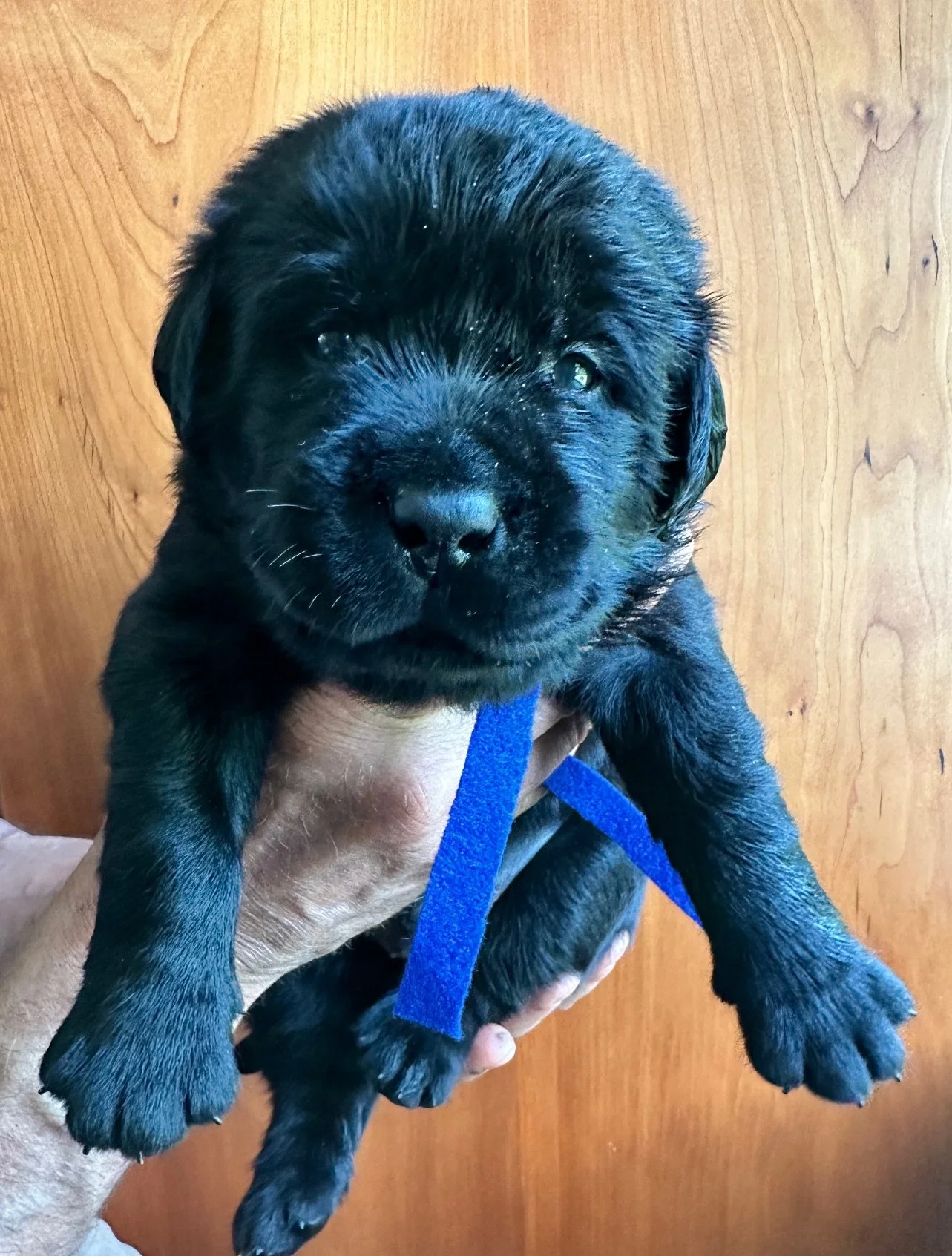  blue at 23 days old 