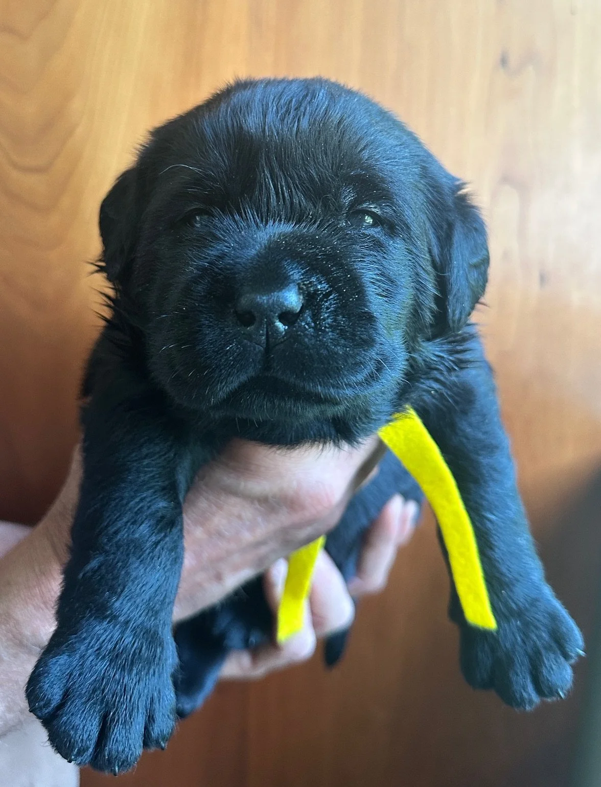  yellow at 23 days old 