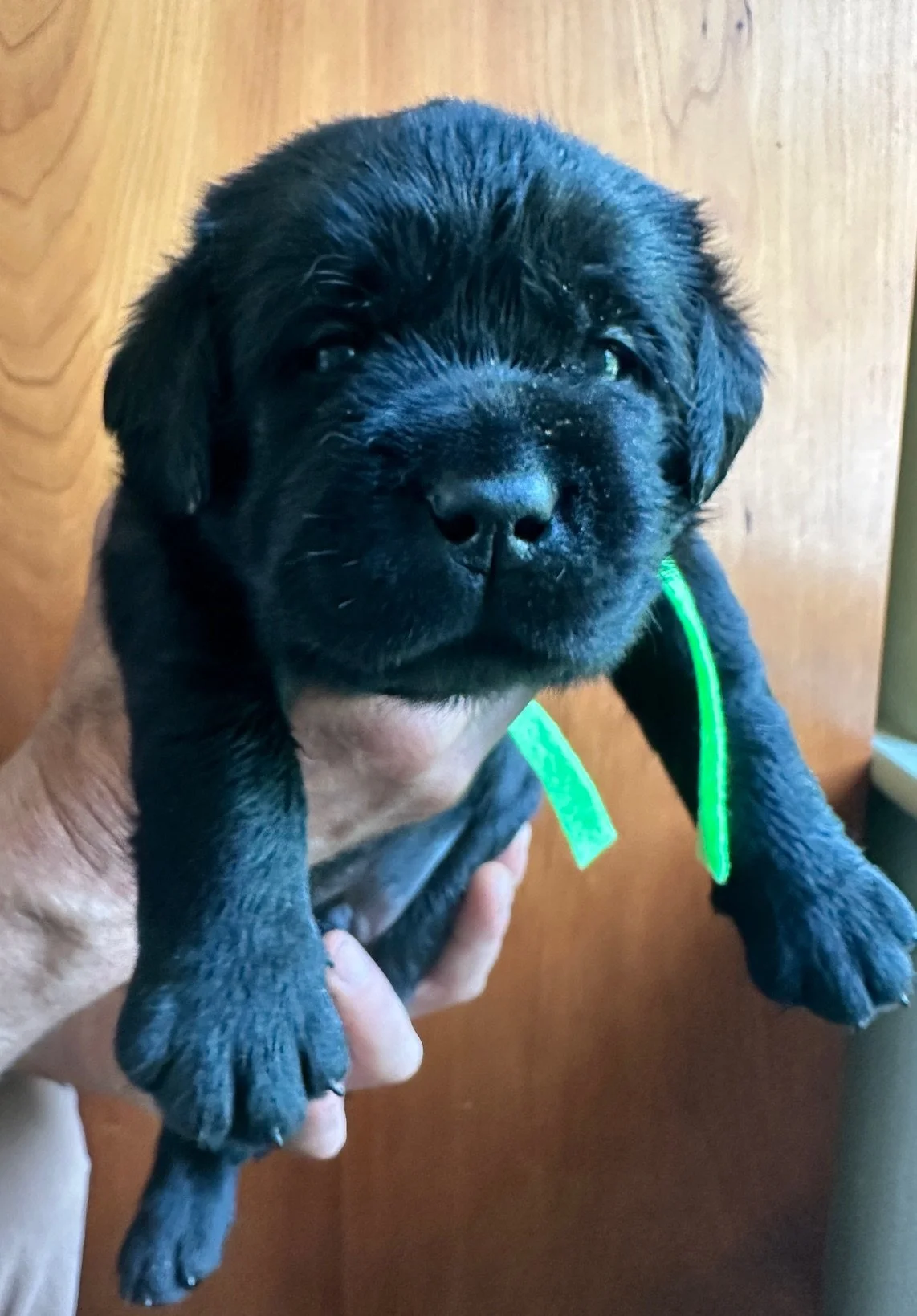  green at 23 days old 