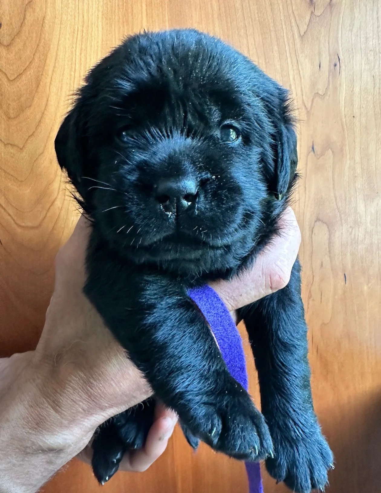  purple at 23 days old 