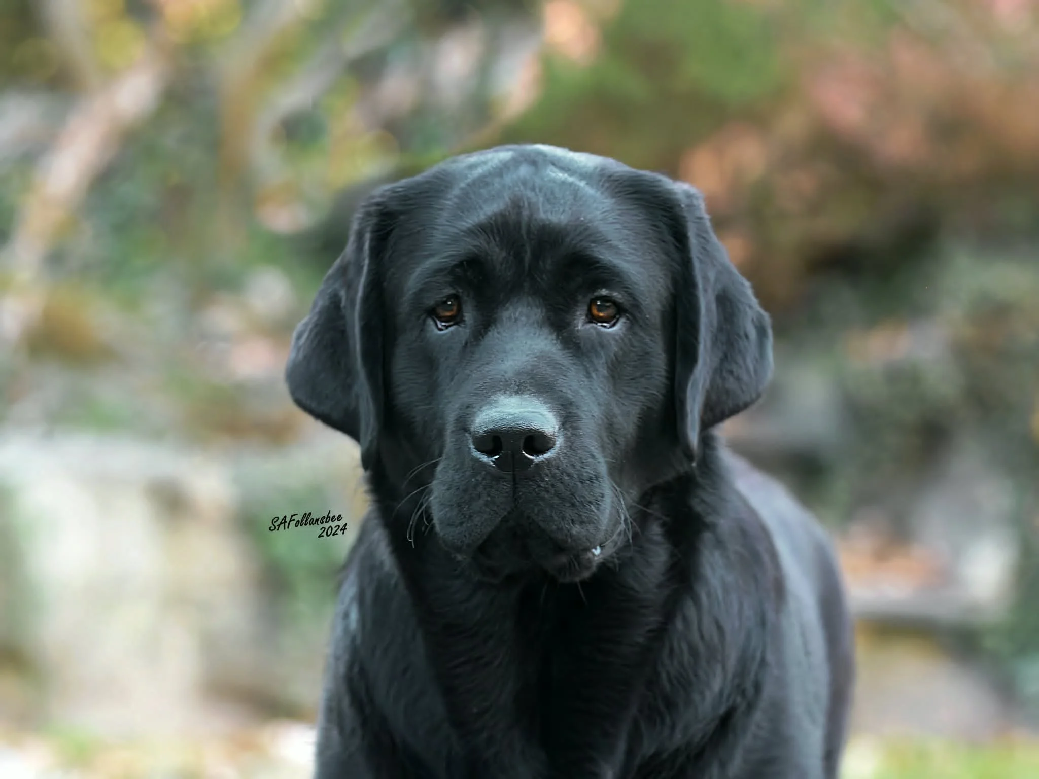  Charli at 1.5 years 