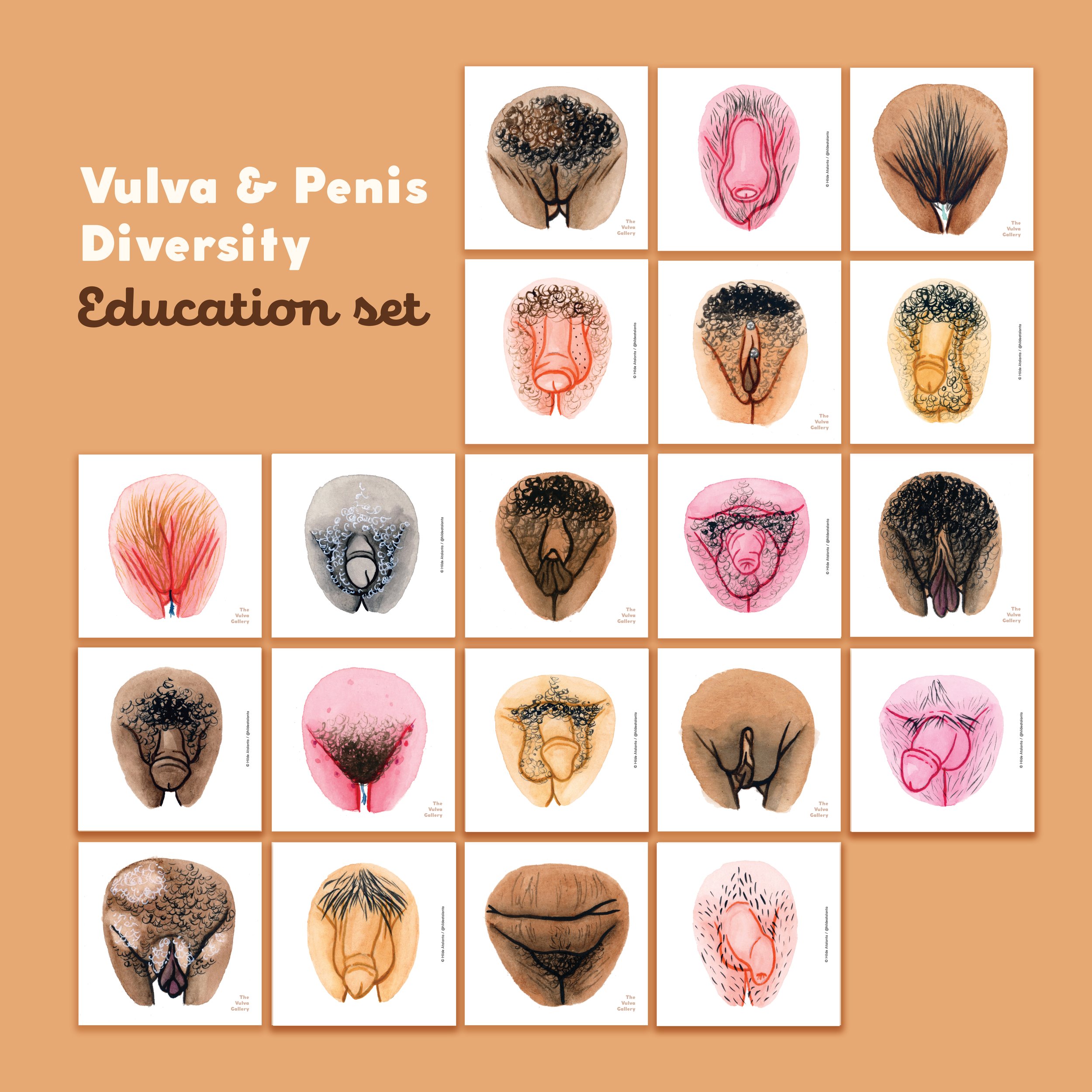 Vulva & Penis Diversity Education Set