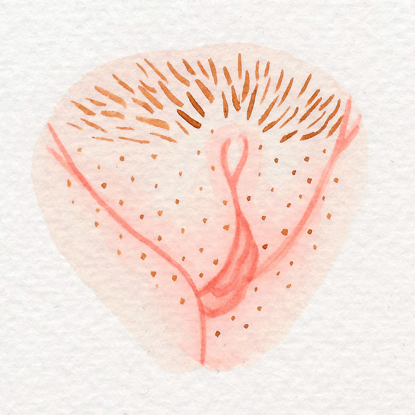 Vulva Gallery Pink72.jpg