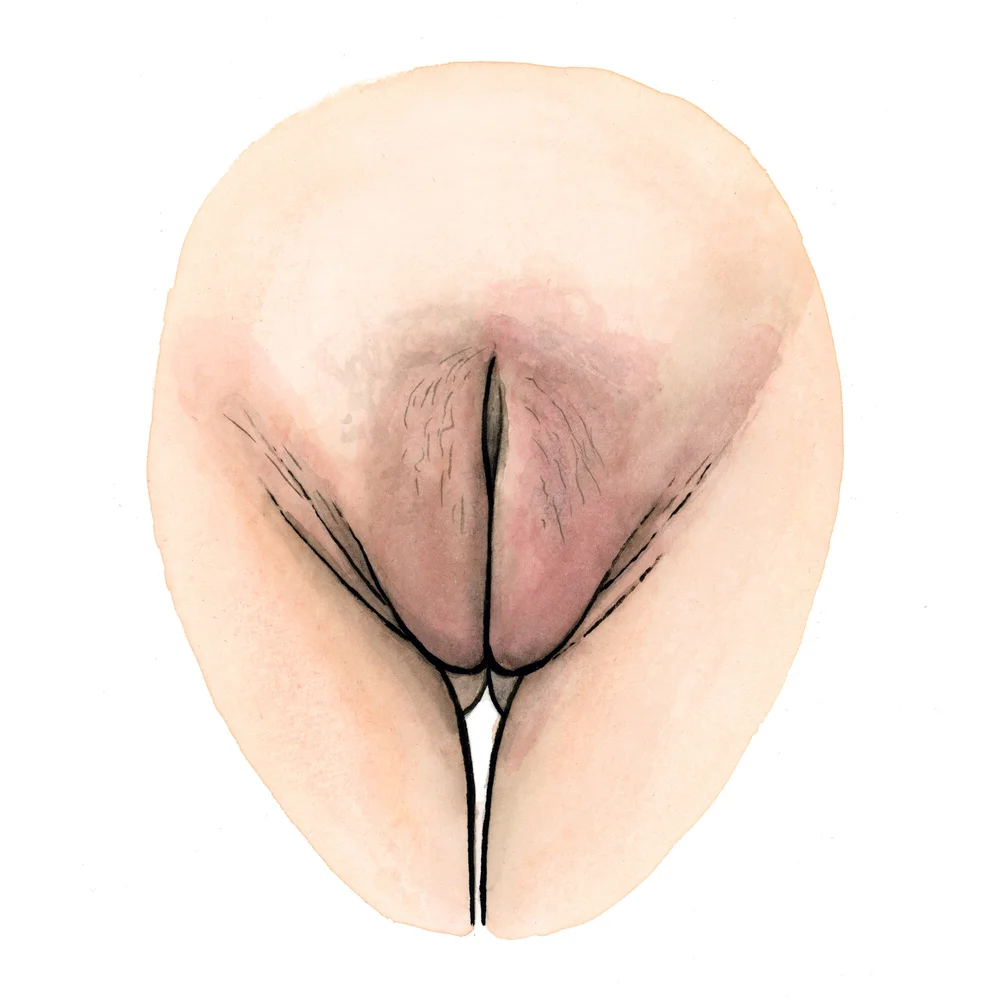 https://images.squarespace-cdn.com/content/v1/5827266db3db2b0f3d2971de/1584396033977-BVW54EOQBE6TOVNS593S/The+Vulva+Gallery+-+Vulva+Portrait+%23372+%28mini%29.jpg?format=1000w