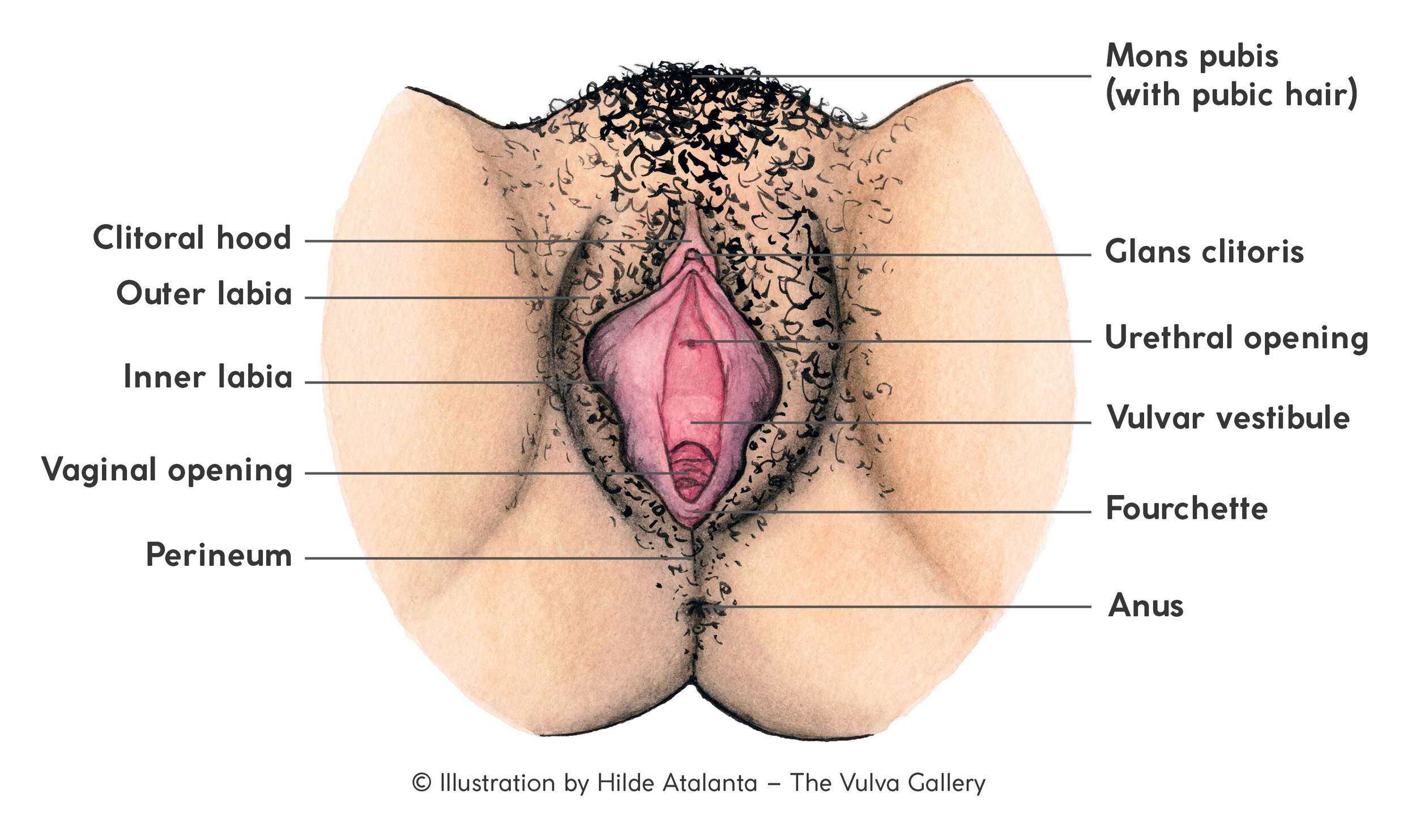 Anatomy — The Vulva Gallery photo