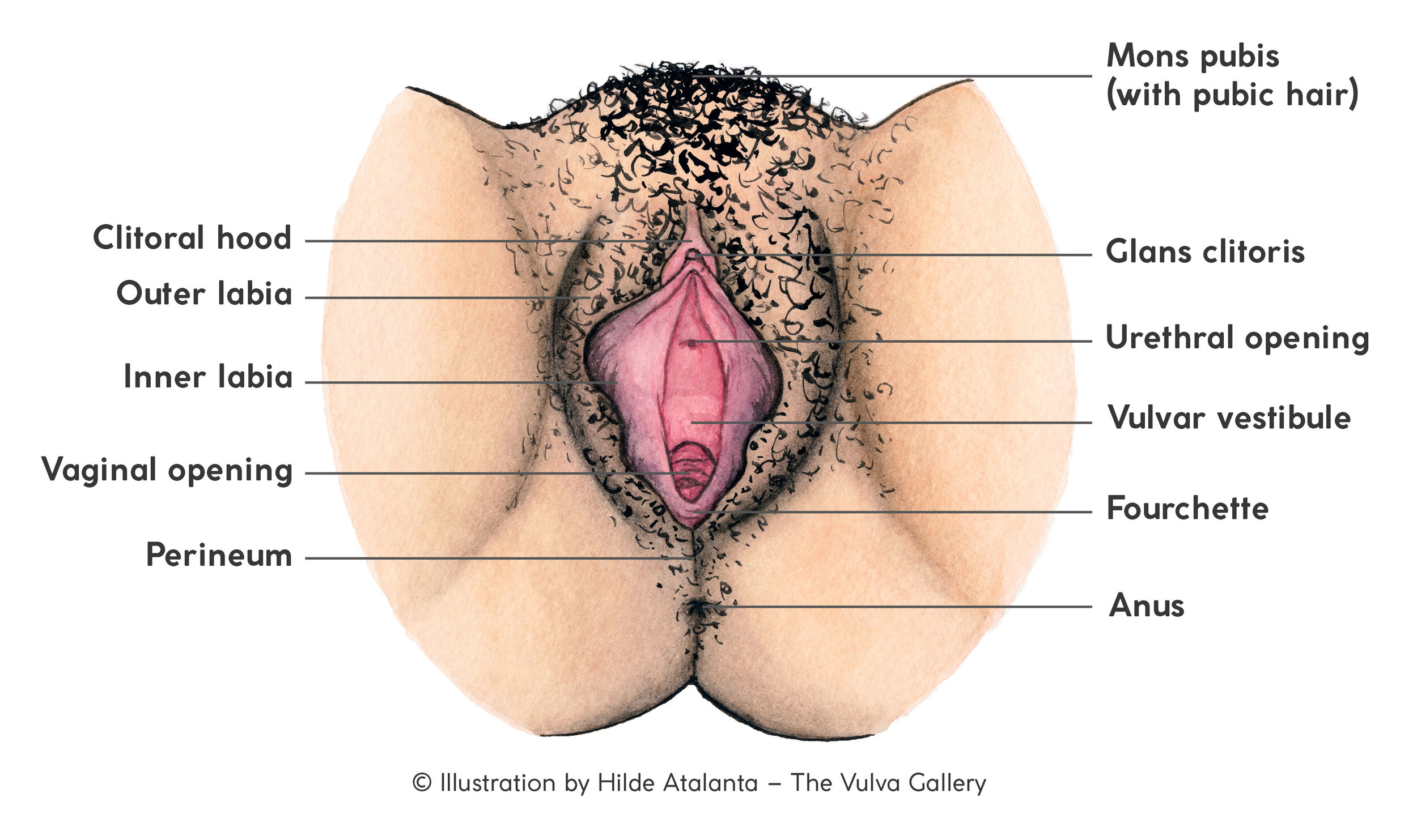 A Celebration Of Vulva Diversity Happeriod