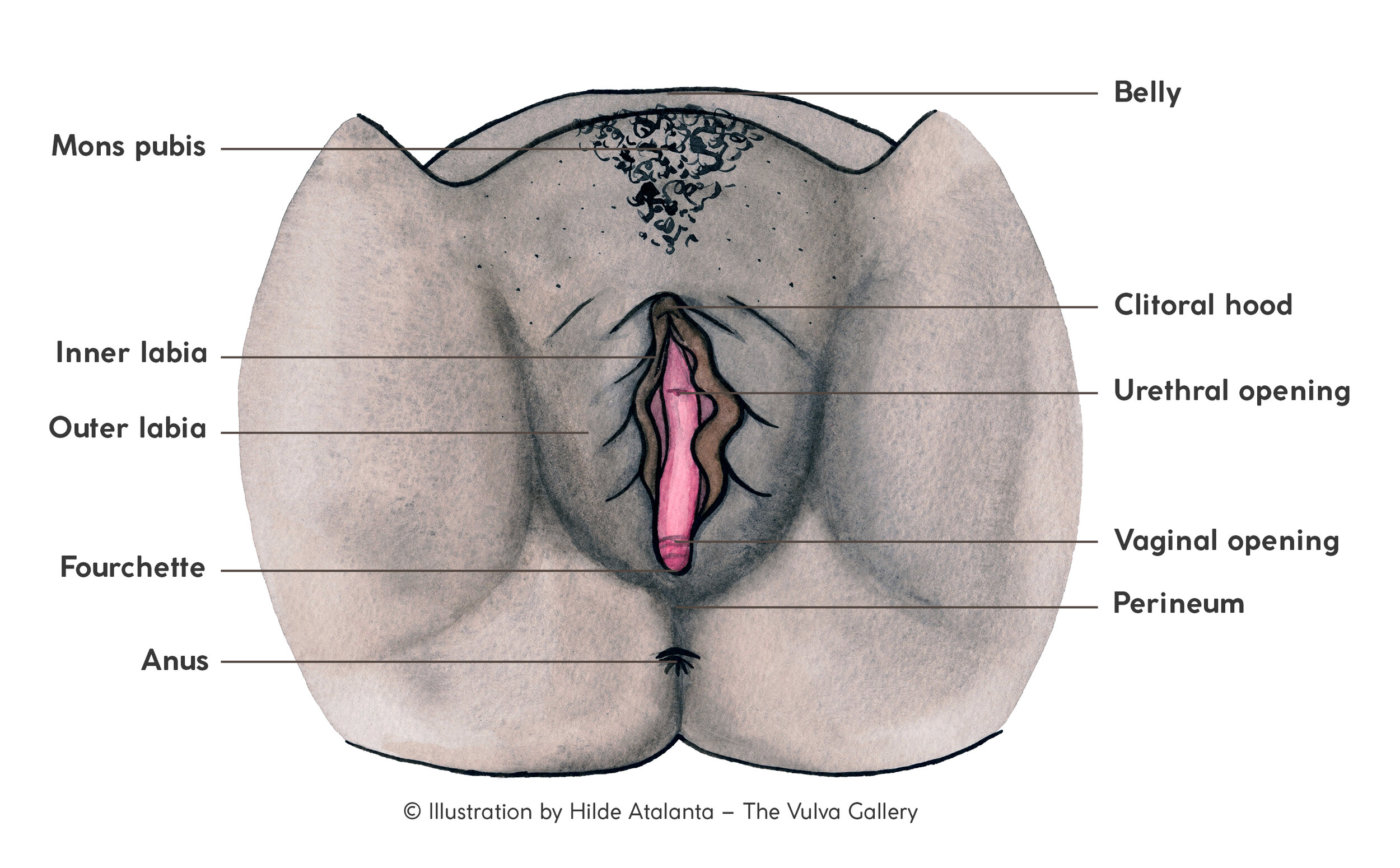 A vulva as seen from below. 