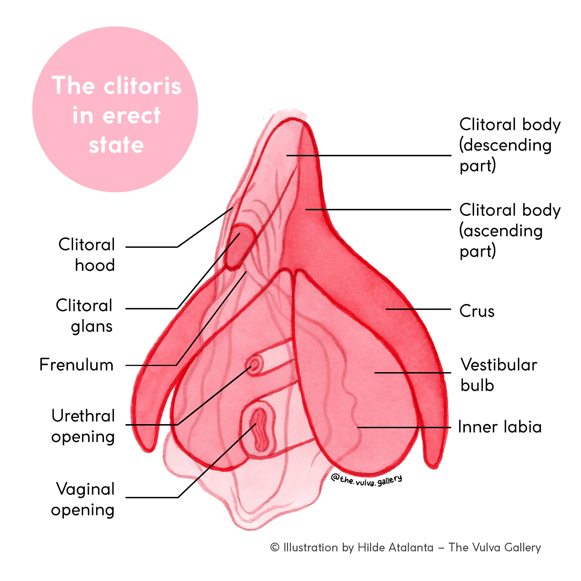 anus tailbone image Anatomy located