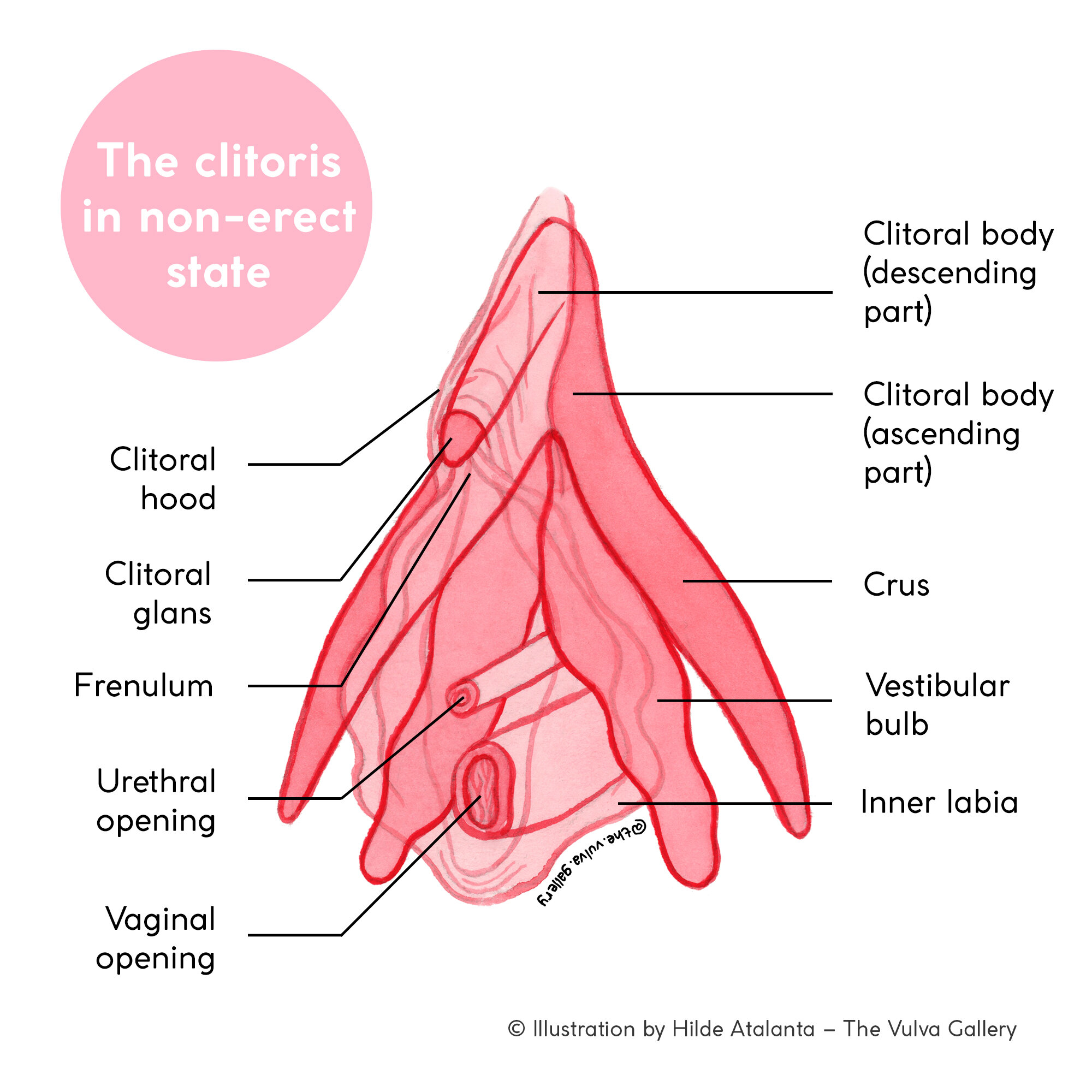 anus tailbone image Anatomy located