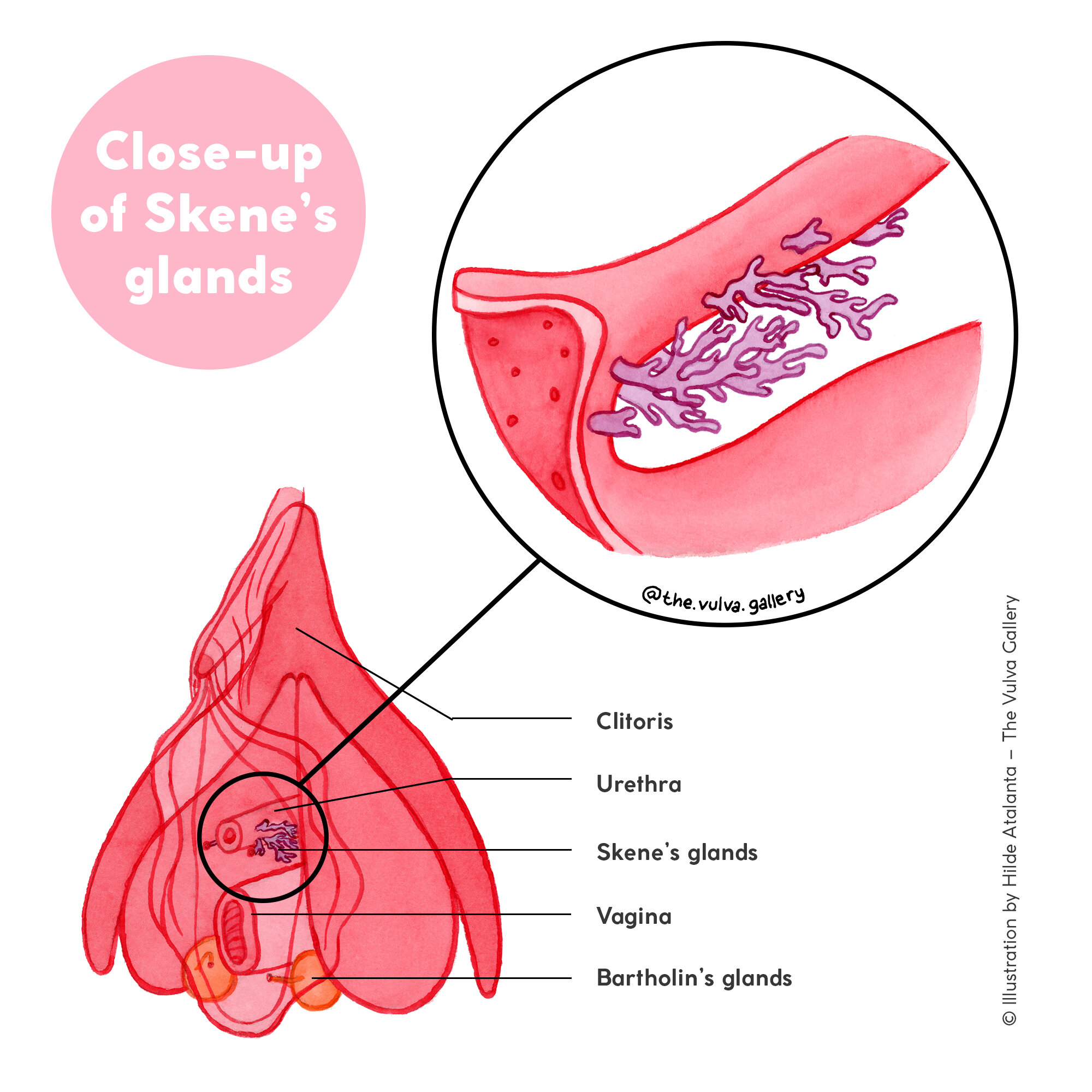 Skene's Glands – Detail (s).jpg