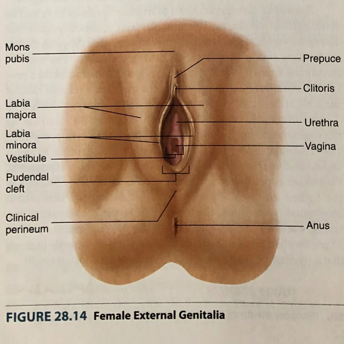 Vulva+Anatomy+Books+%E2%80%93+Image+31.jpg