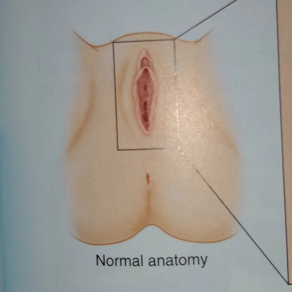 Vulva+Anatomy+Books+%E2%80%93+Image+37.jpg