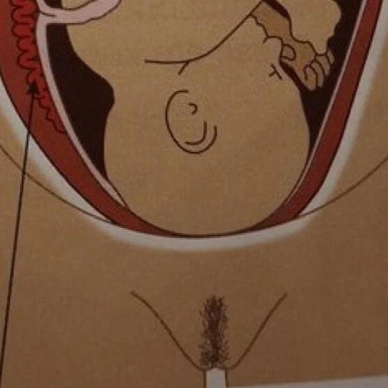 Vulva+Anatomy+Books+%E2%80%93+Image+%E2%80%93+Pearson+GCSE+textbook+image.jpg
