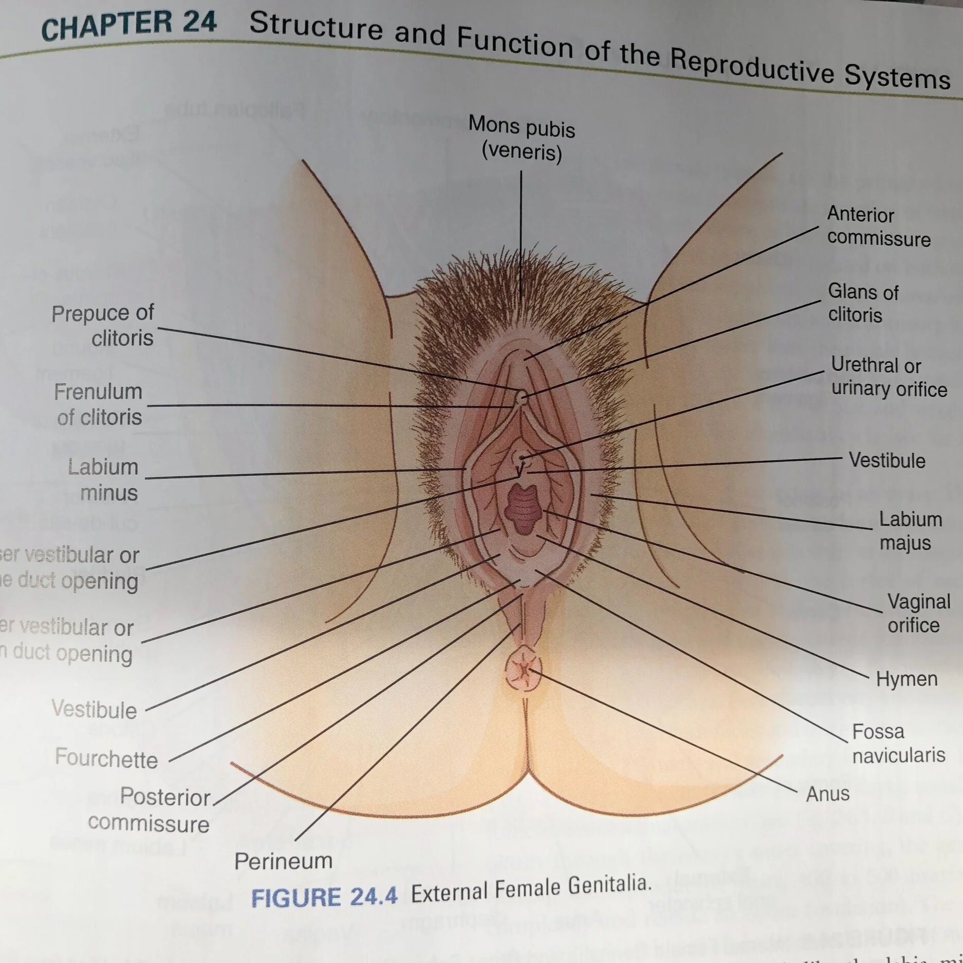 Vulva+Anatomy+Books+%E2%80%93+Image+32.jpg