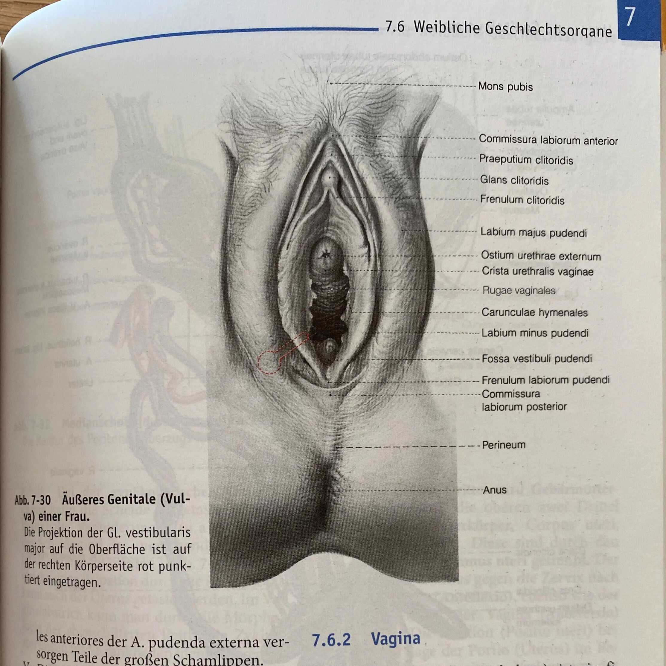 Vulva+Anatomy+Books+%E2%80%93+Image+10.jpg