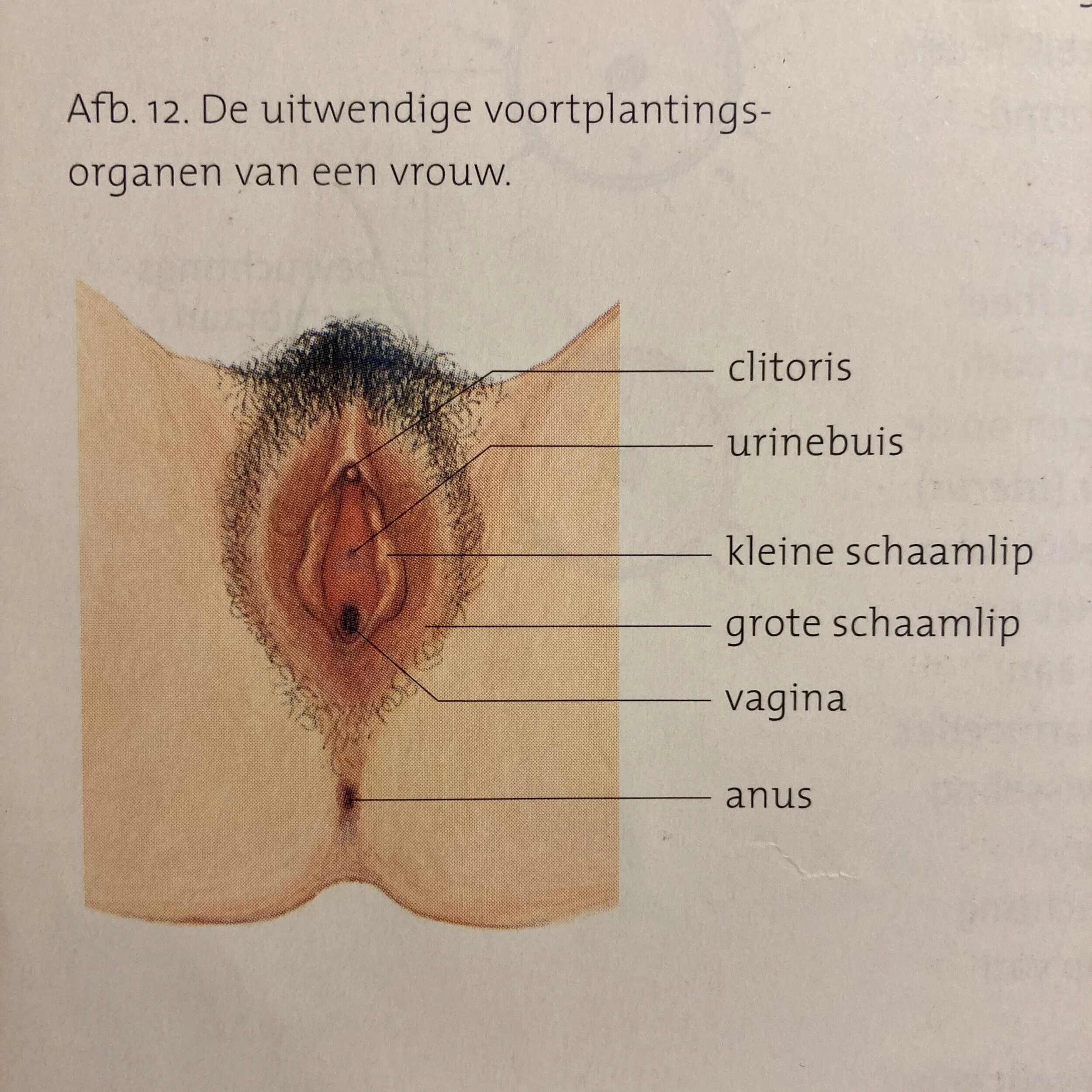 Vulva+Anatomy+Books+%E2%80%93+Image+6.jpg