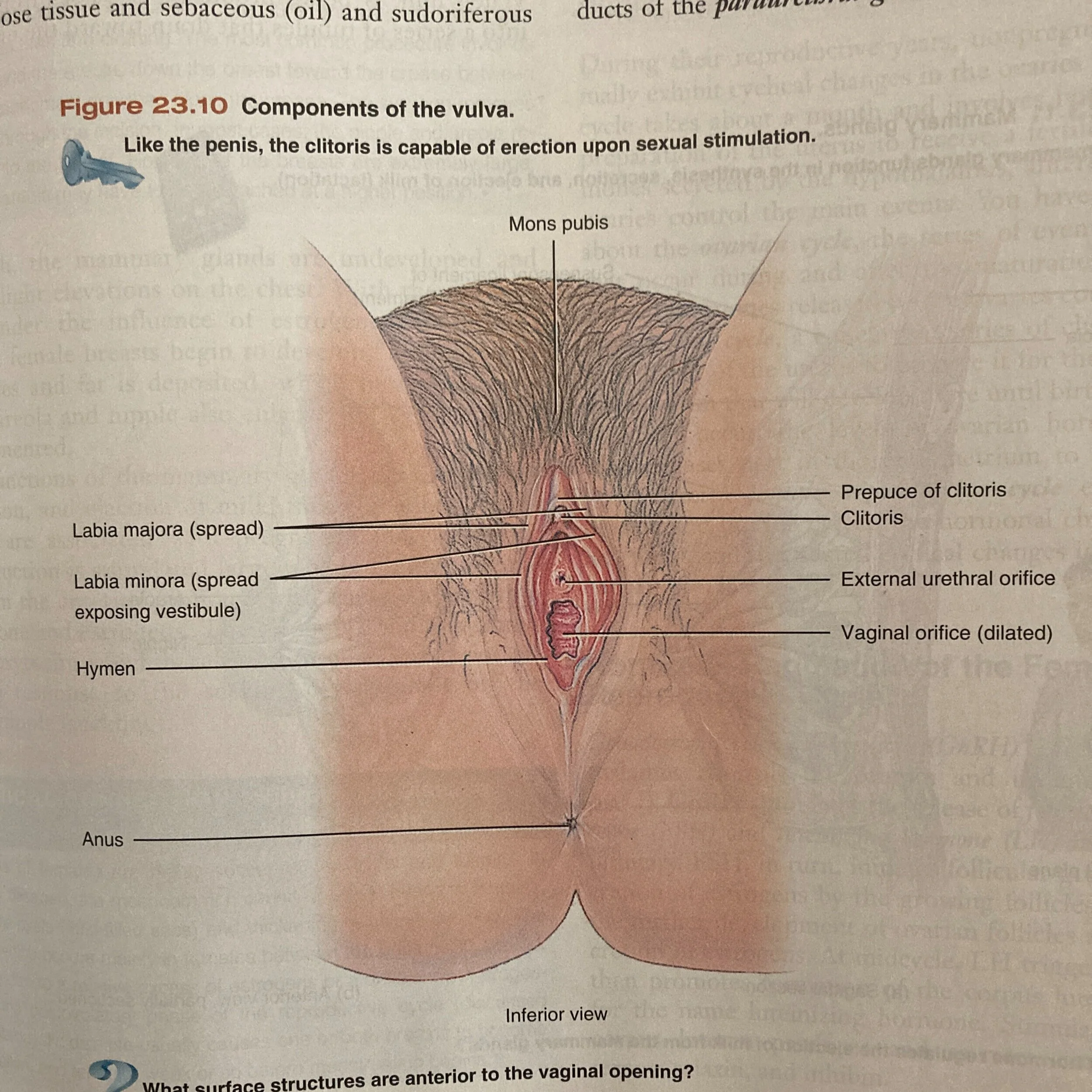 Vulva+Anatomy+Books+%E2%80%93+Image+39.jpg