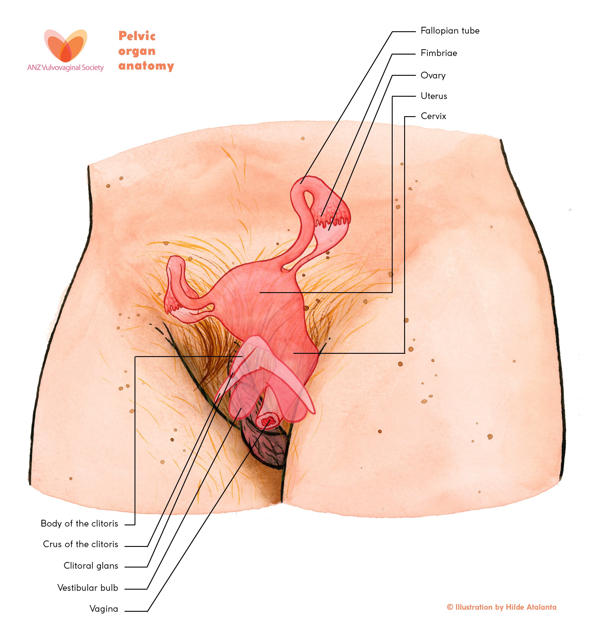 2. Hilde Atalanta – Vulva Anatomy – With uterus – Final.jpg