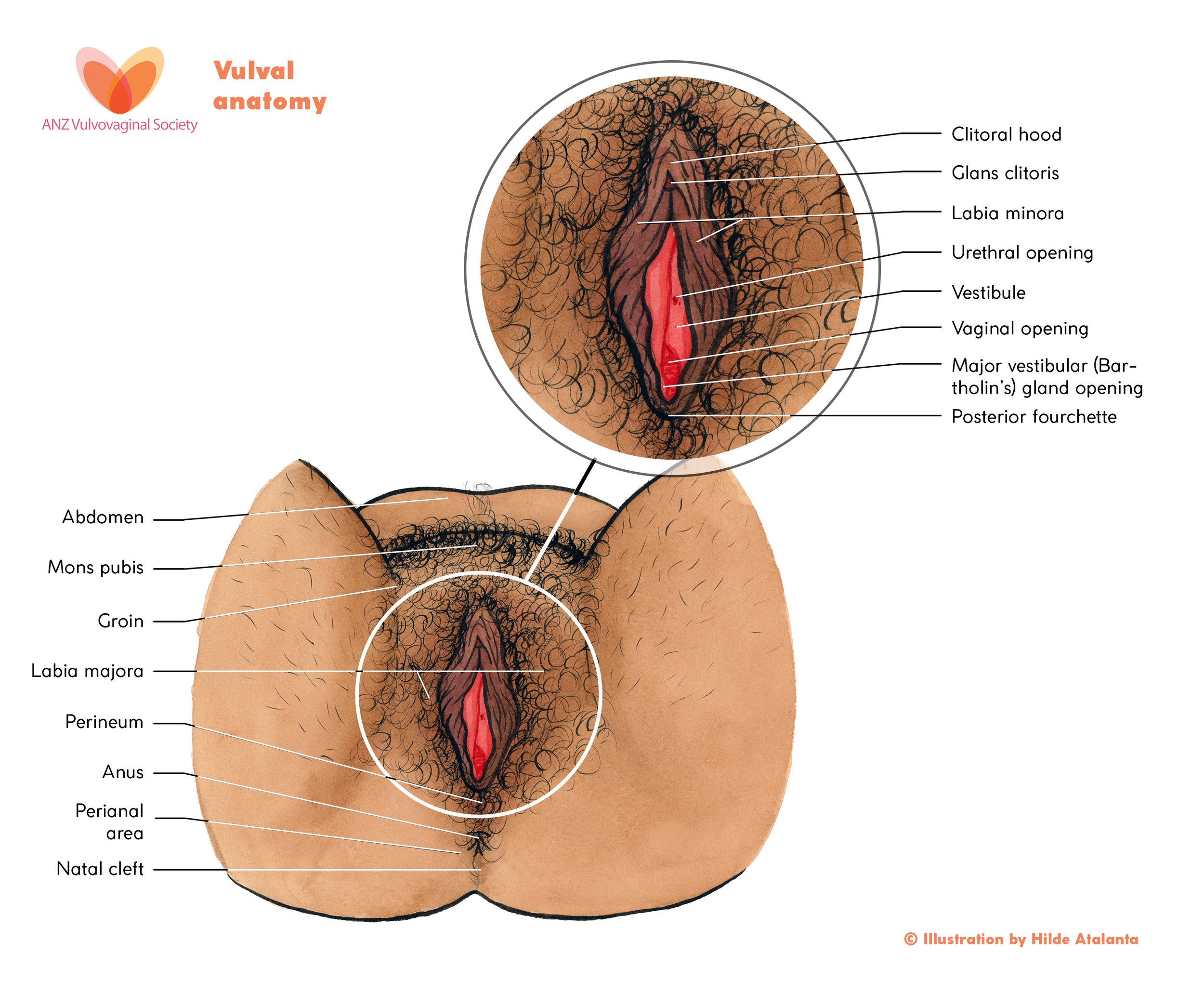 1. Hilde Atalanta – Vulva Anatomy – With labels – Final.jpg