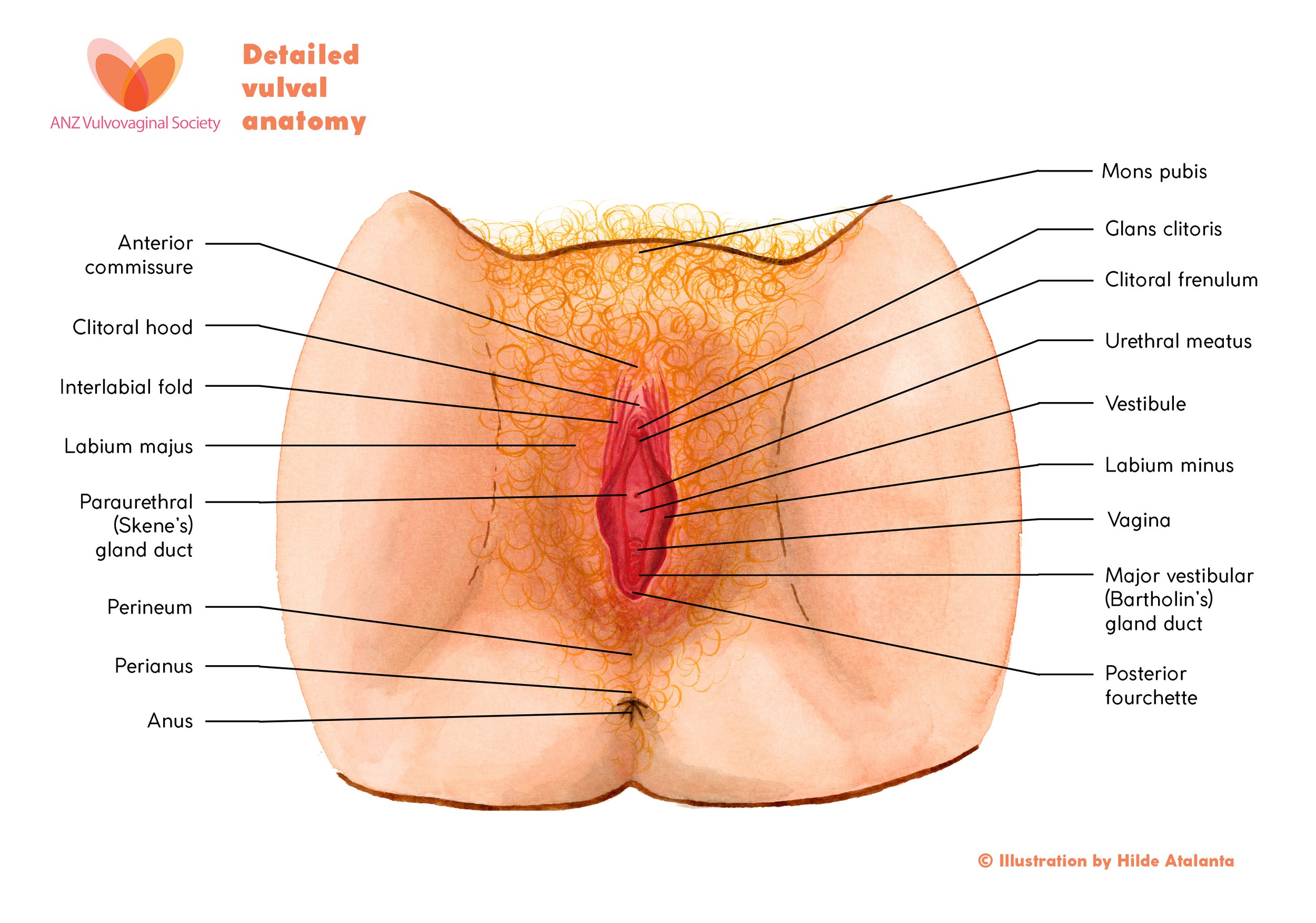 3. Hilde Atalanta – Vulva Anatomy – With labels – Final.jpg
