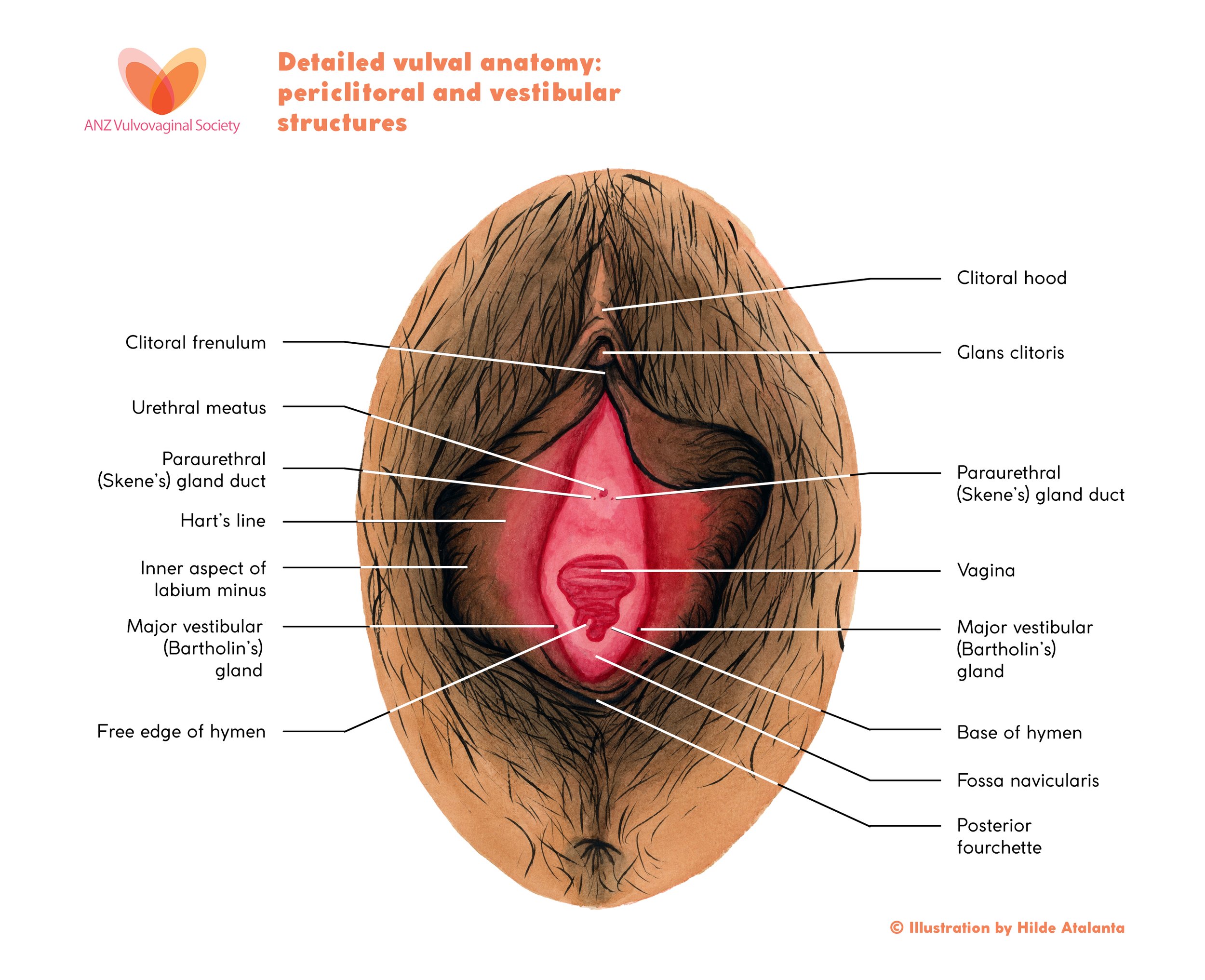 4. Hilde Atalanta – Vulva Anatomy – Close up – Final.jpg