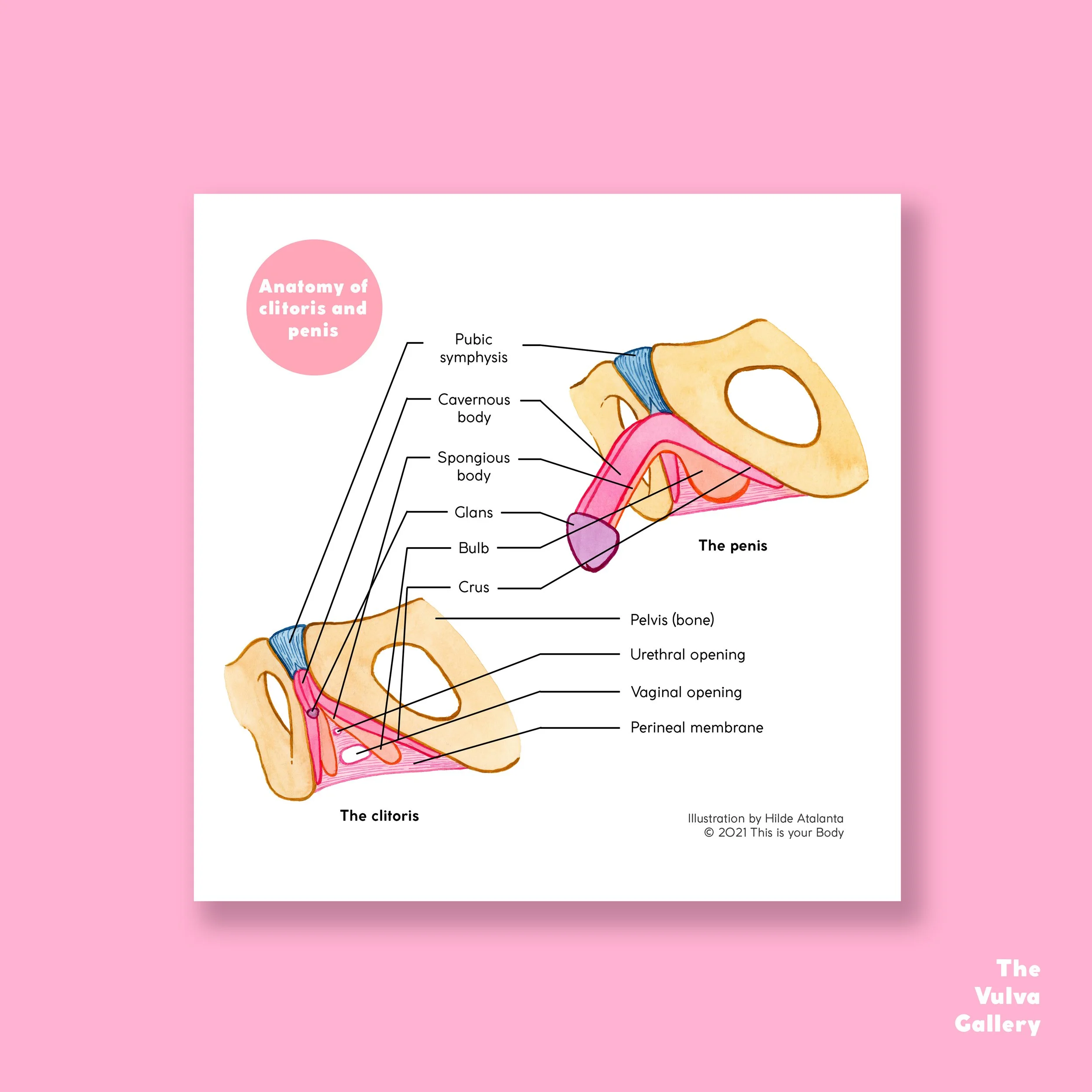 Anatomy Print • Clitoris • Detailed — The Vulva Gallery