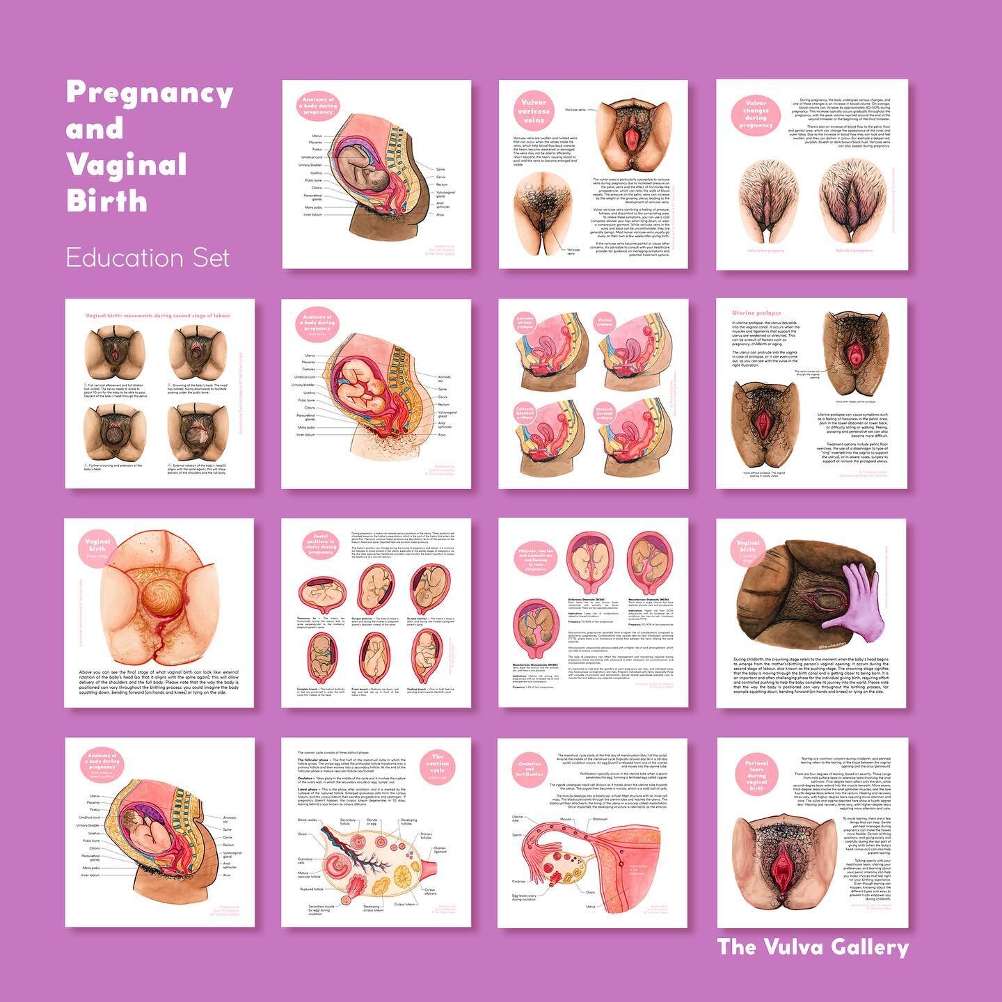 ⭐️ New education set! ⭐️ The illustrations of January&rsquo;s Pregnancy and Vaginal Birth month are now available as education set (print and digital) with all 15 anatomy illustrations 💛 You can find them in my webshop and Etsy shop (via my bio link
