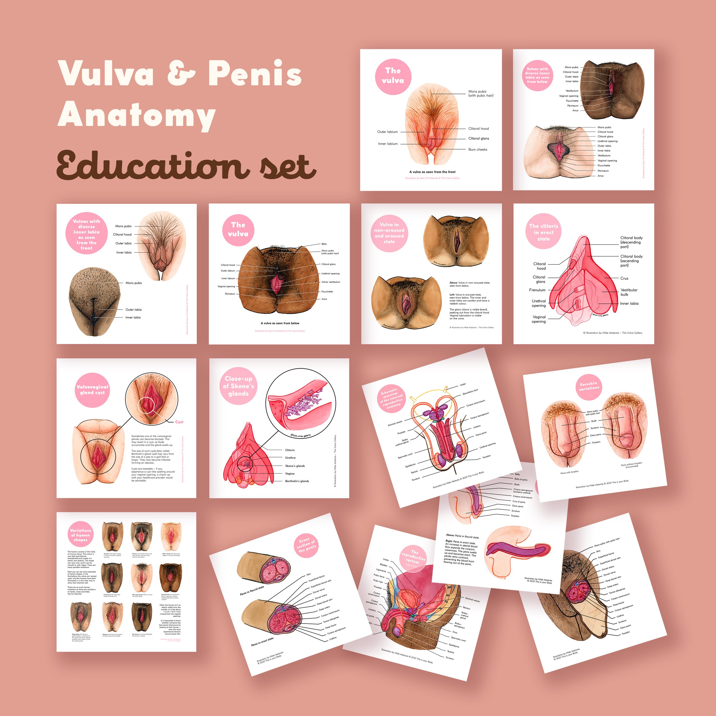 Vulva and Penis Education Set – All prints.jpg