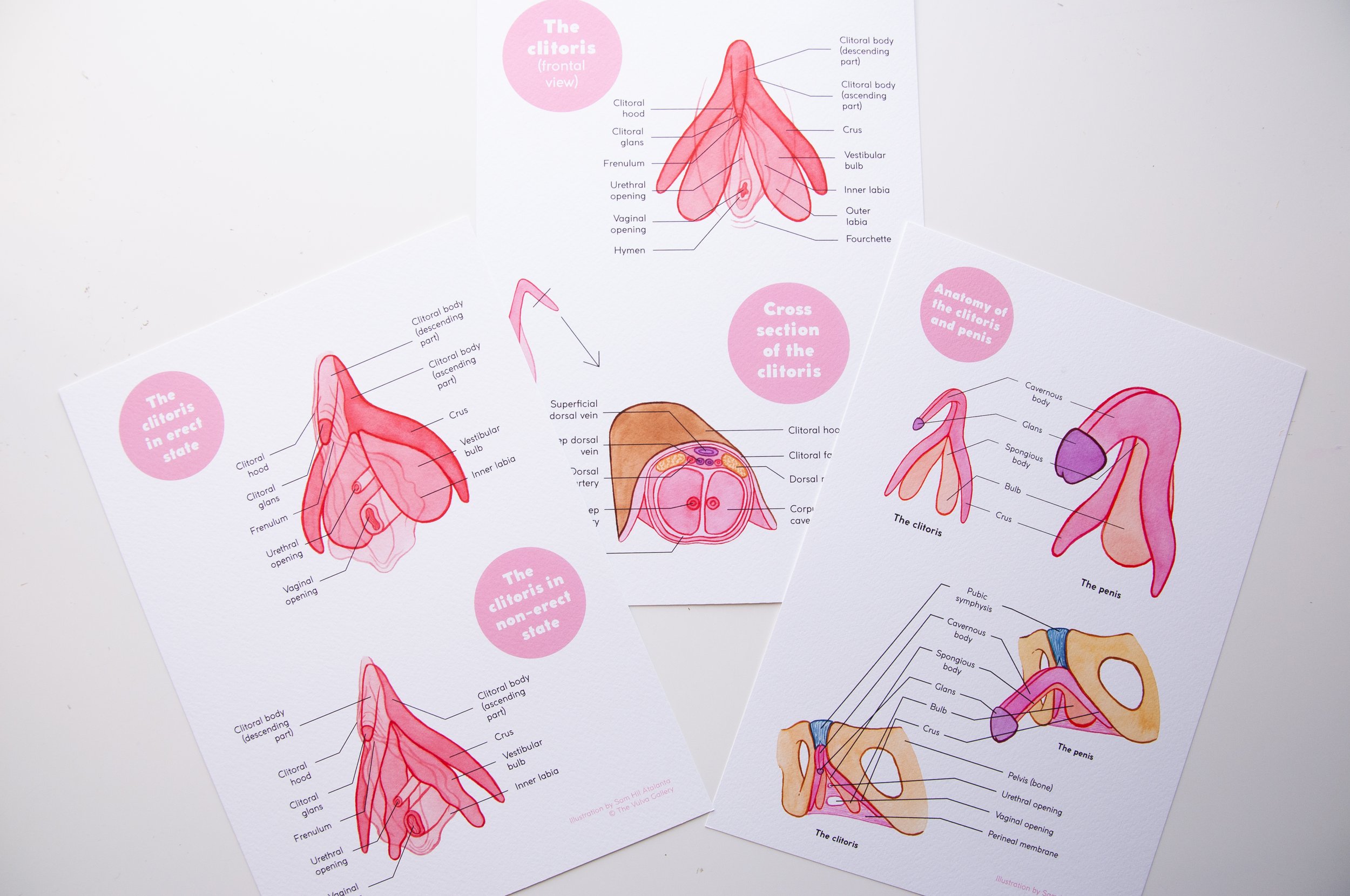 Clitoris Anatomy Prints • Trio Set