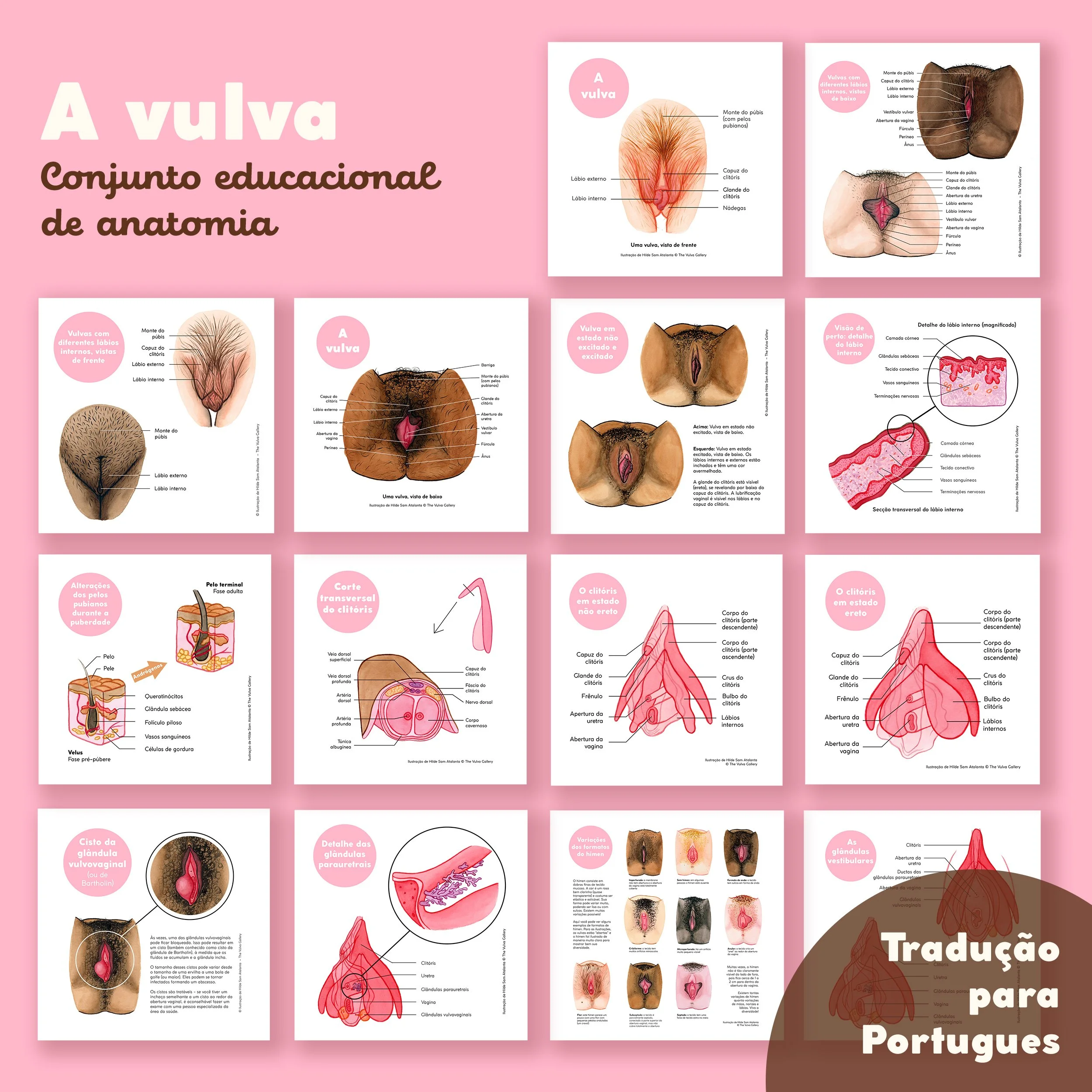 A vulva • Conjunto educacional de anatomia • Tradução para Portugues