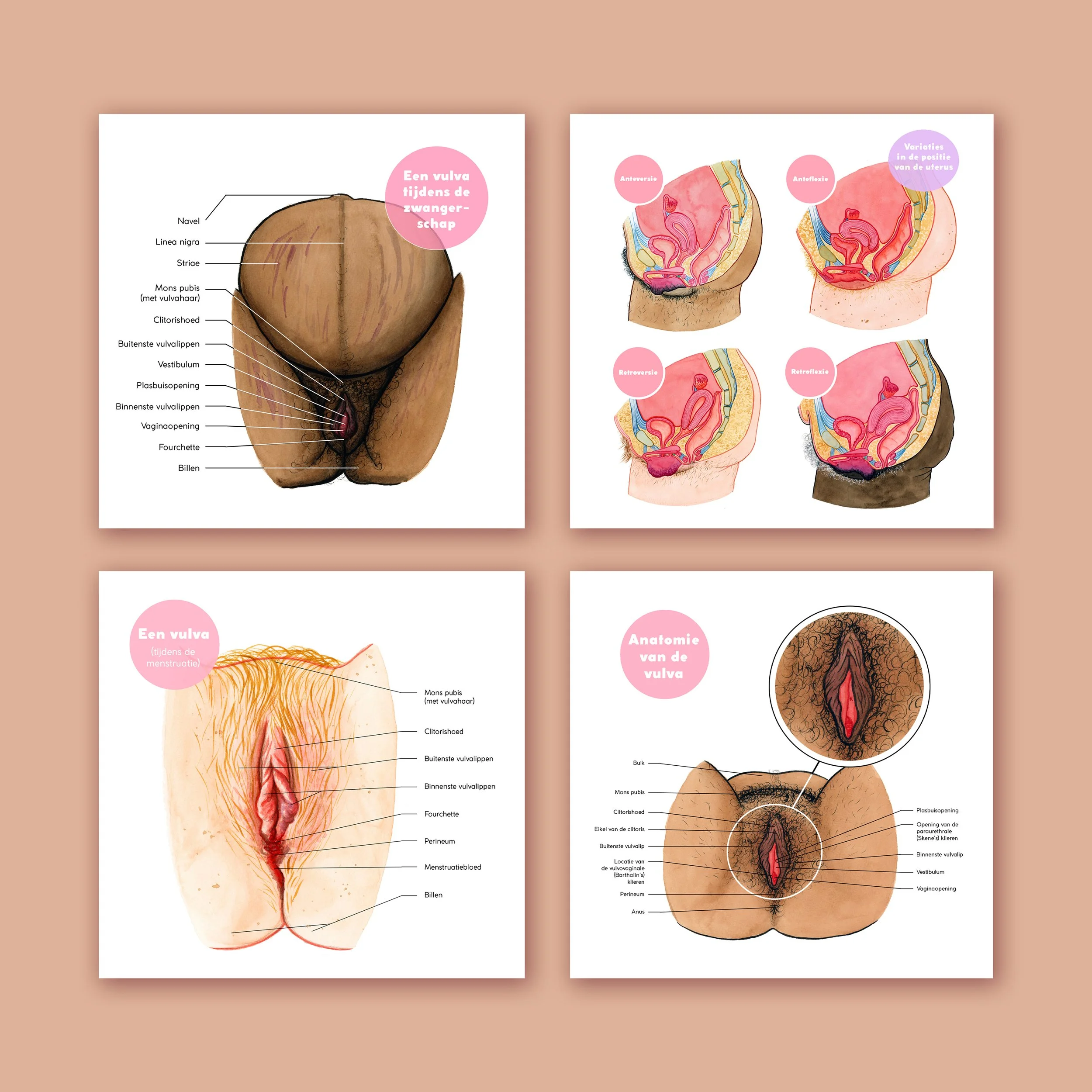 Internal anatomy – Reproductive system – Print set – Nederlands – Prints 4.jpg