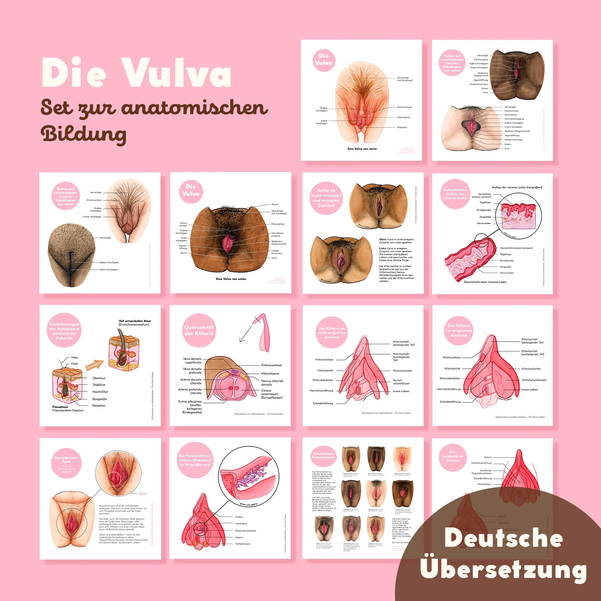 Die Vulva • Set zur anatomischen Bildung • Deutsche Übersetzung