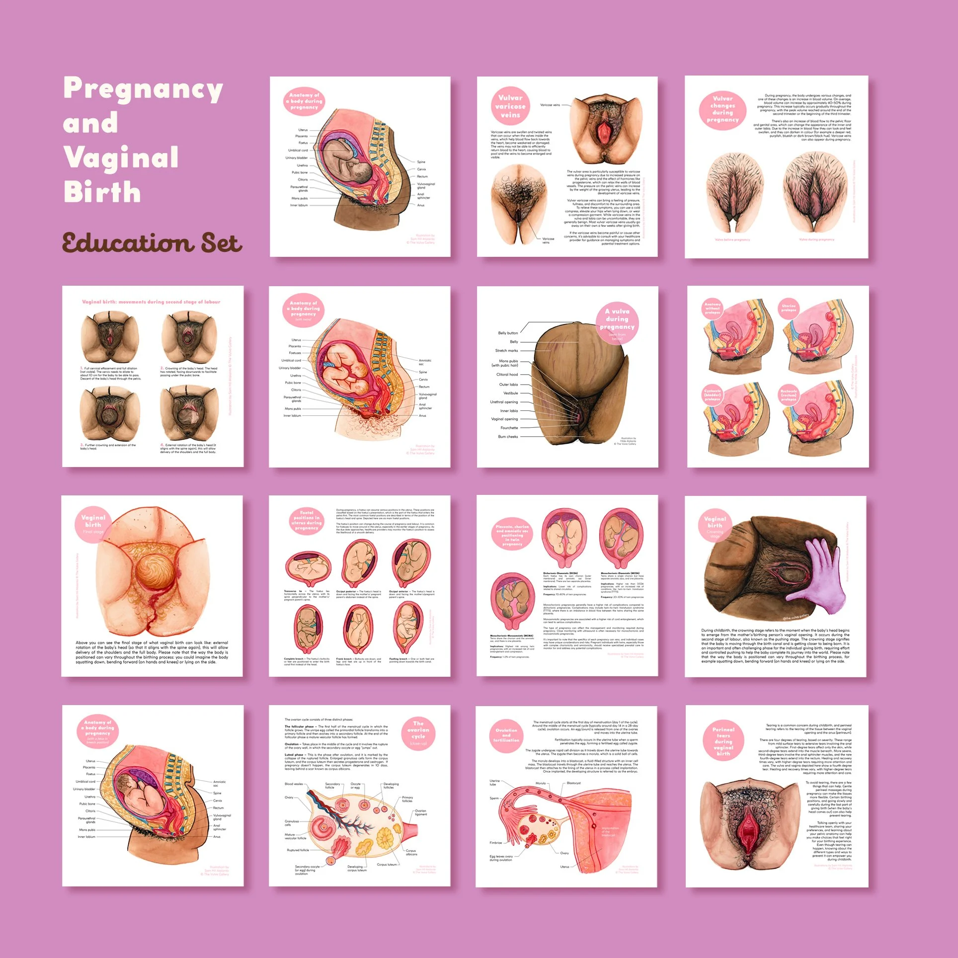 Pregnancy Education Set – All prints – English – 2025.jpg